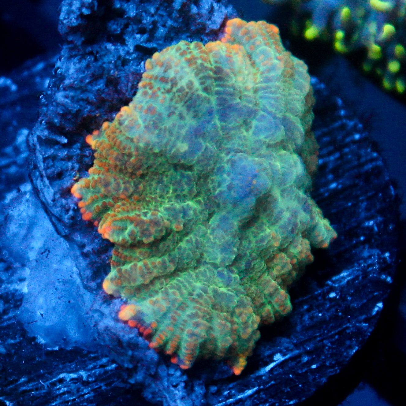 JC Lush Rhodactis
