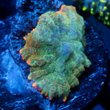 JC Lush Rhodactis