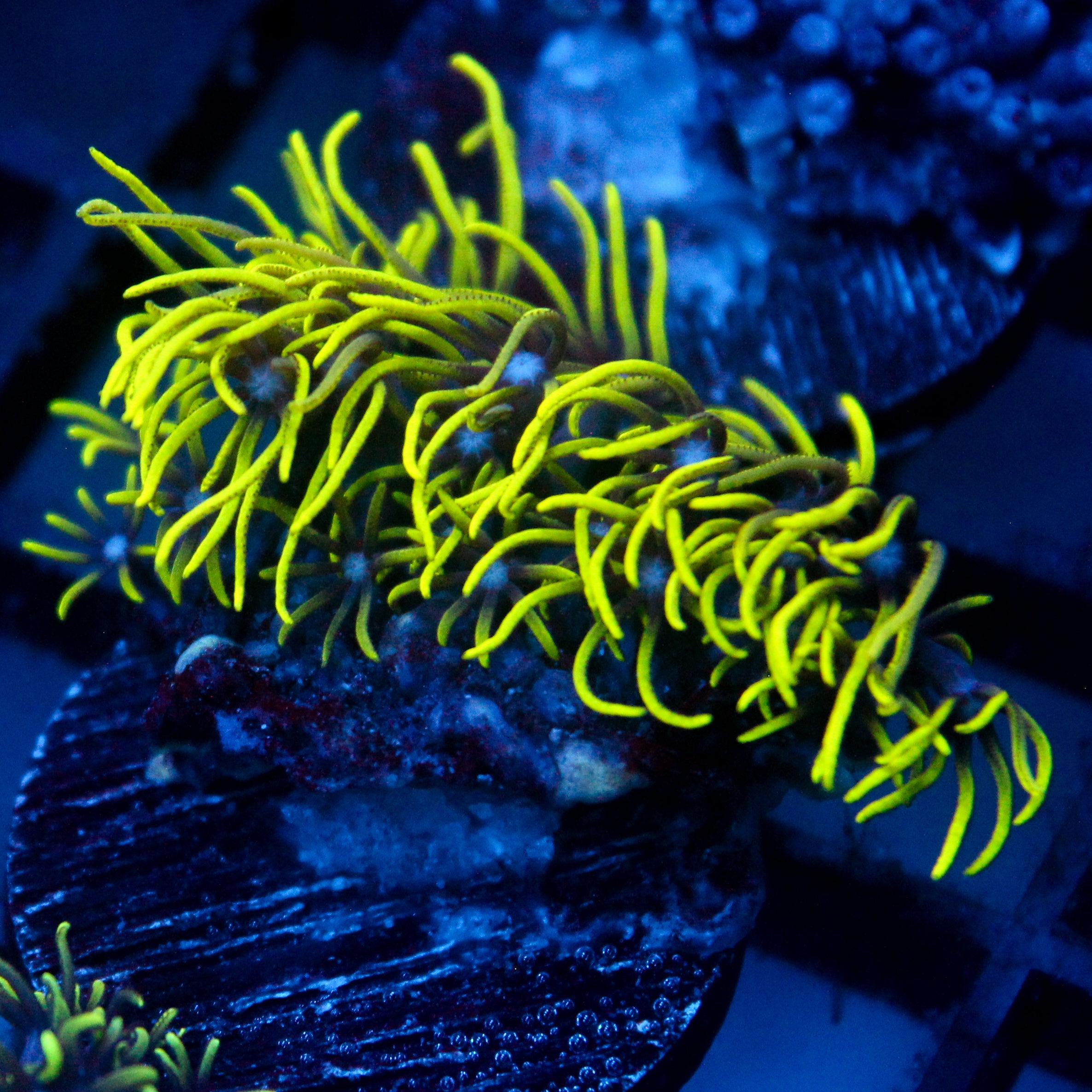 JC Lime Wire Gsp