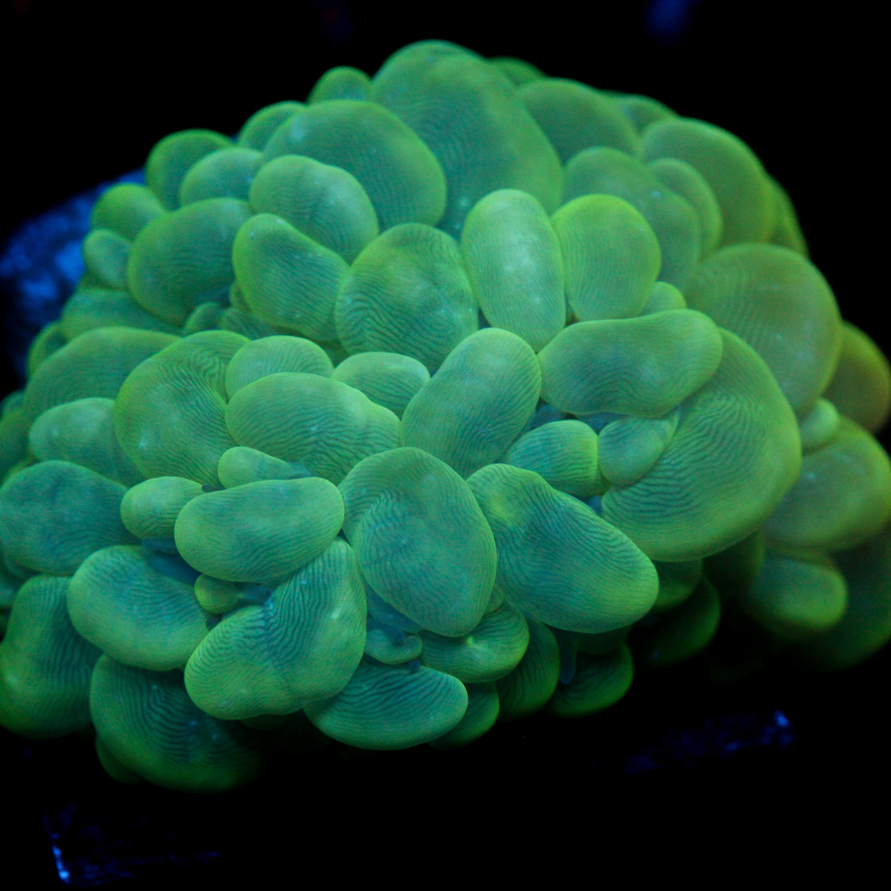 JC Irish Bounce Bubble Coral