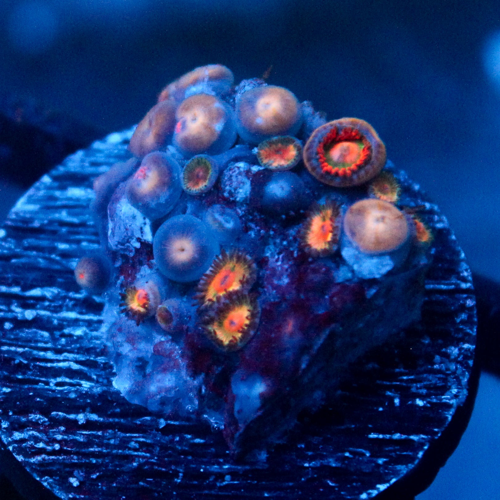 JC Gatorade Zoanthid Mix