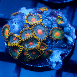 JC Blue Beast Zoanthid