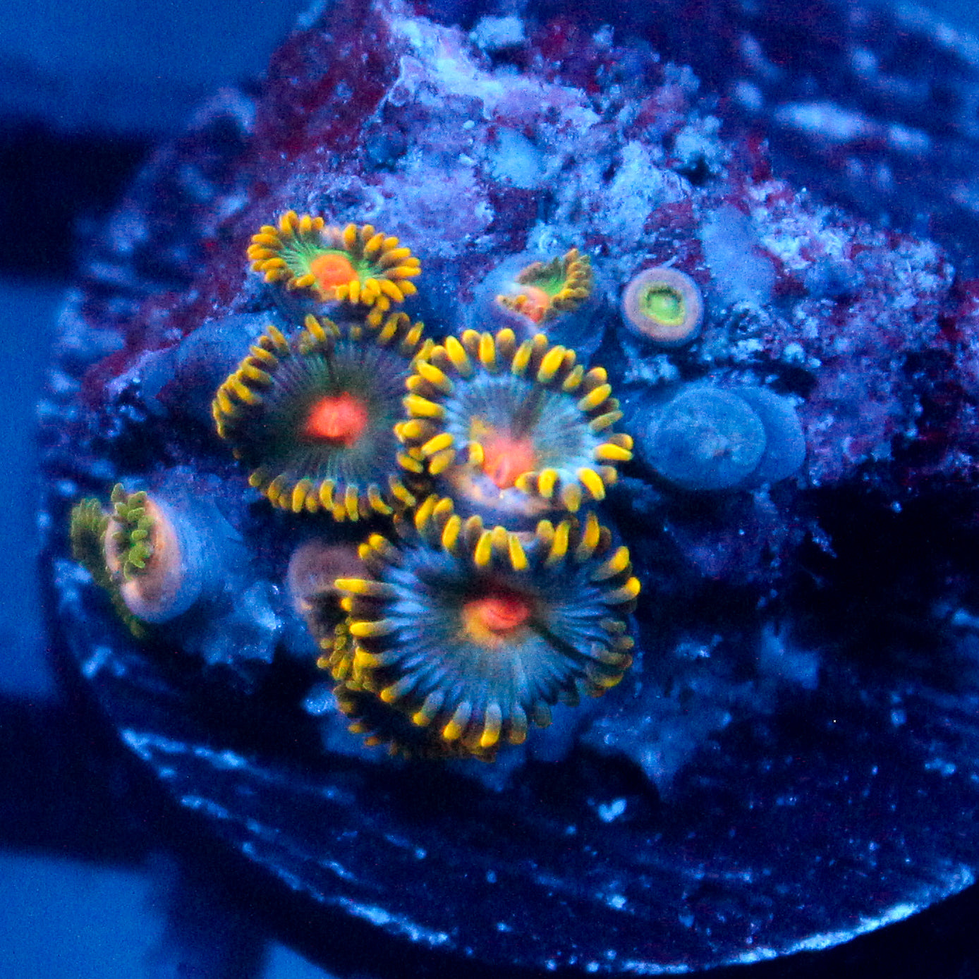 JC Blue Beast Zoanthid