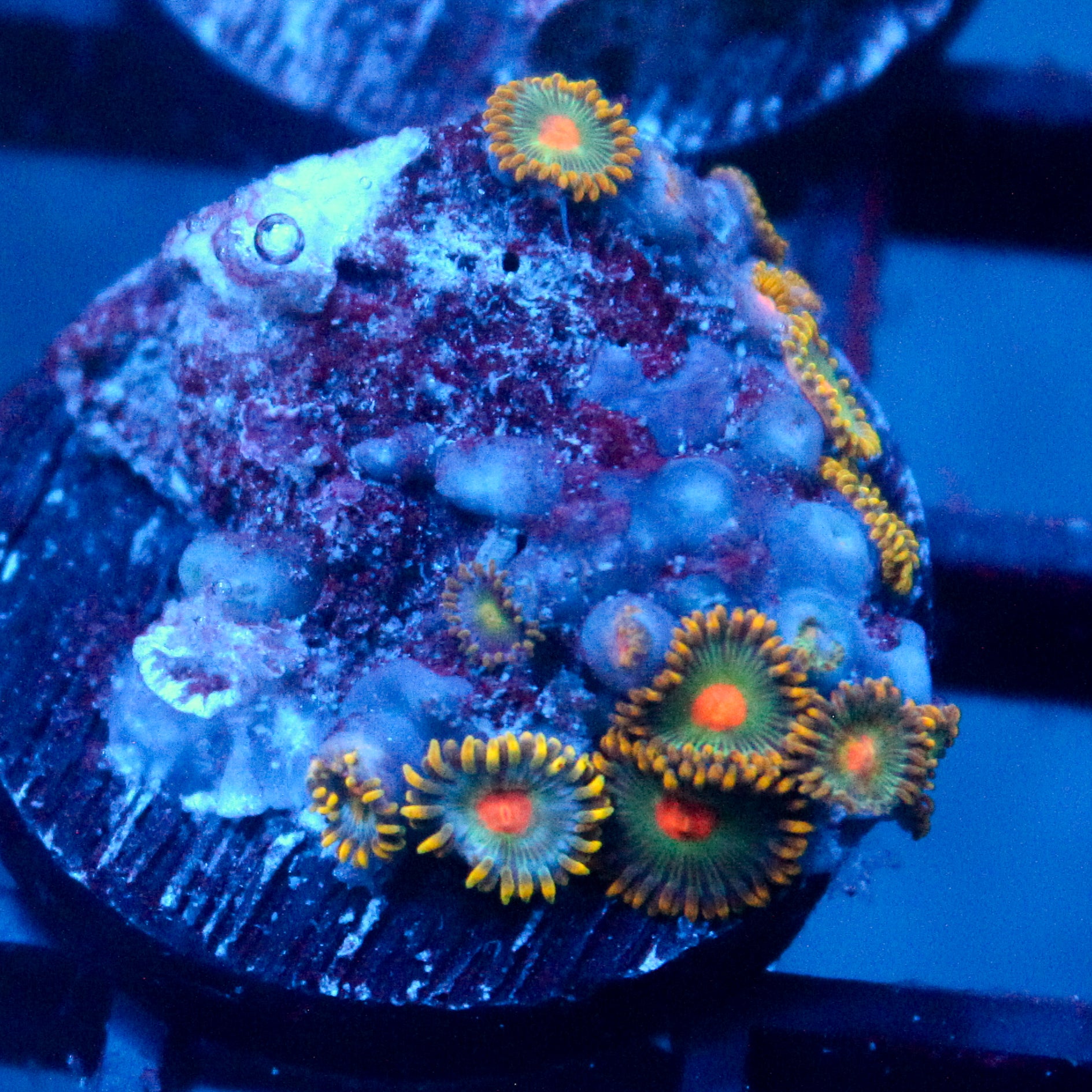 JC Zoa Garden Seed