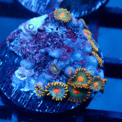 JC Zoa Garden Seed