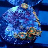JC Zoa Garden Seed