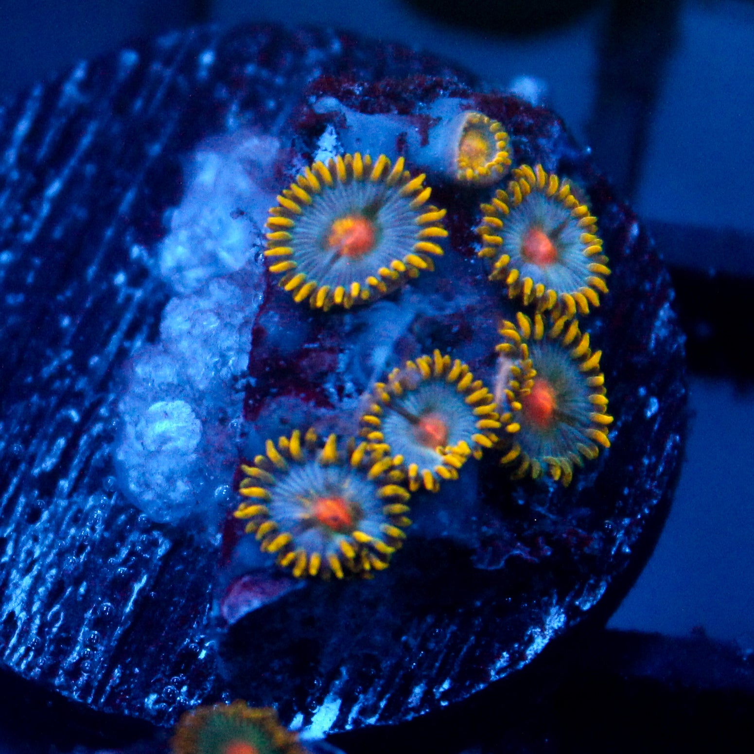 JC Blue Beast Zoanthid