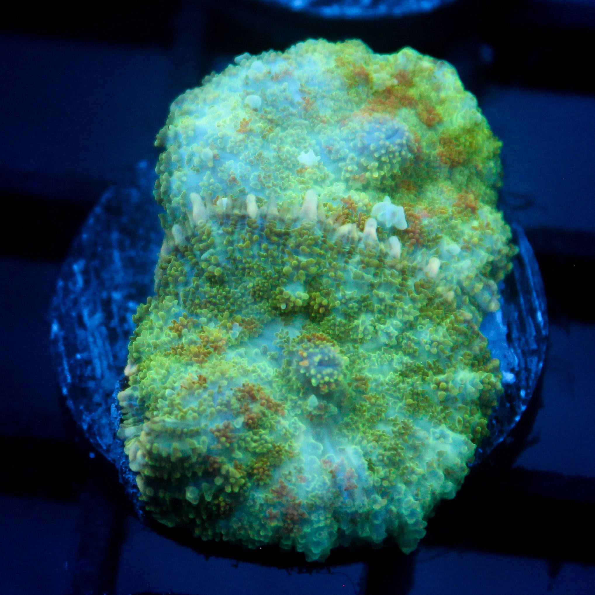 JC Lush Mesa Rhodactis