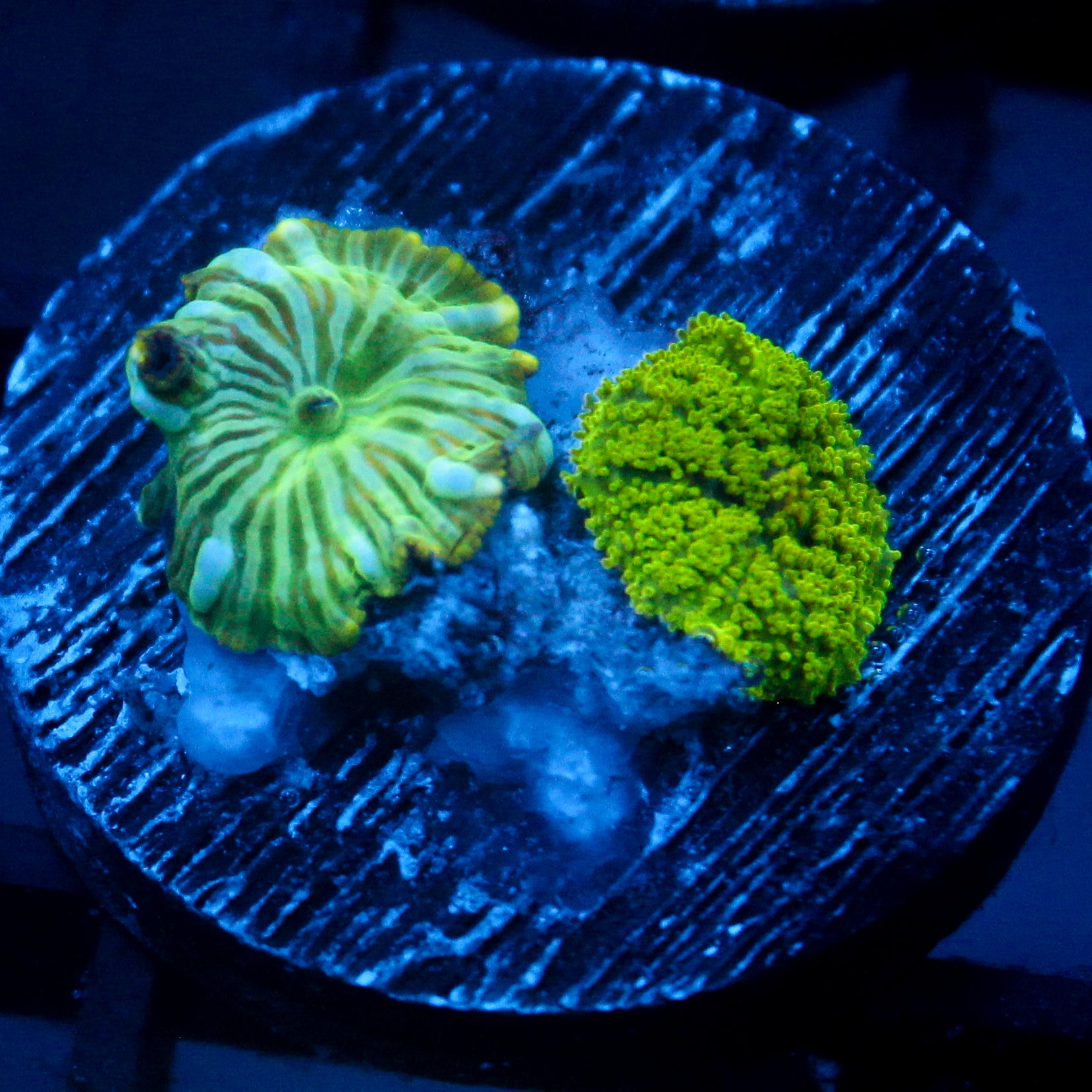 JC Blue streak watermelon+ Neon Green Rhodactis
