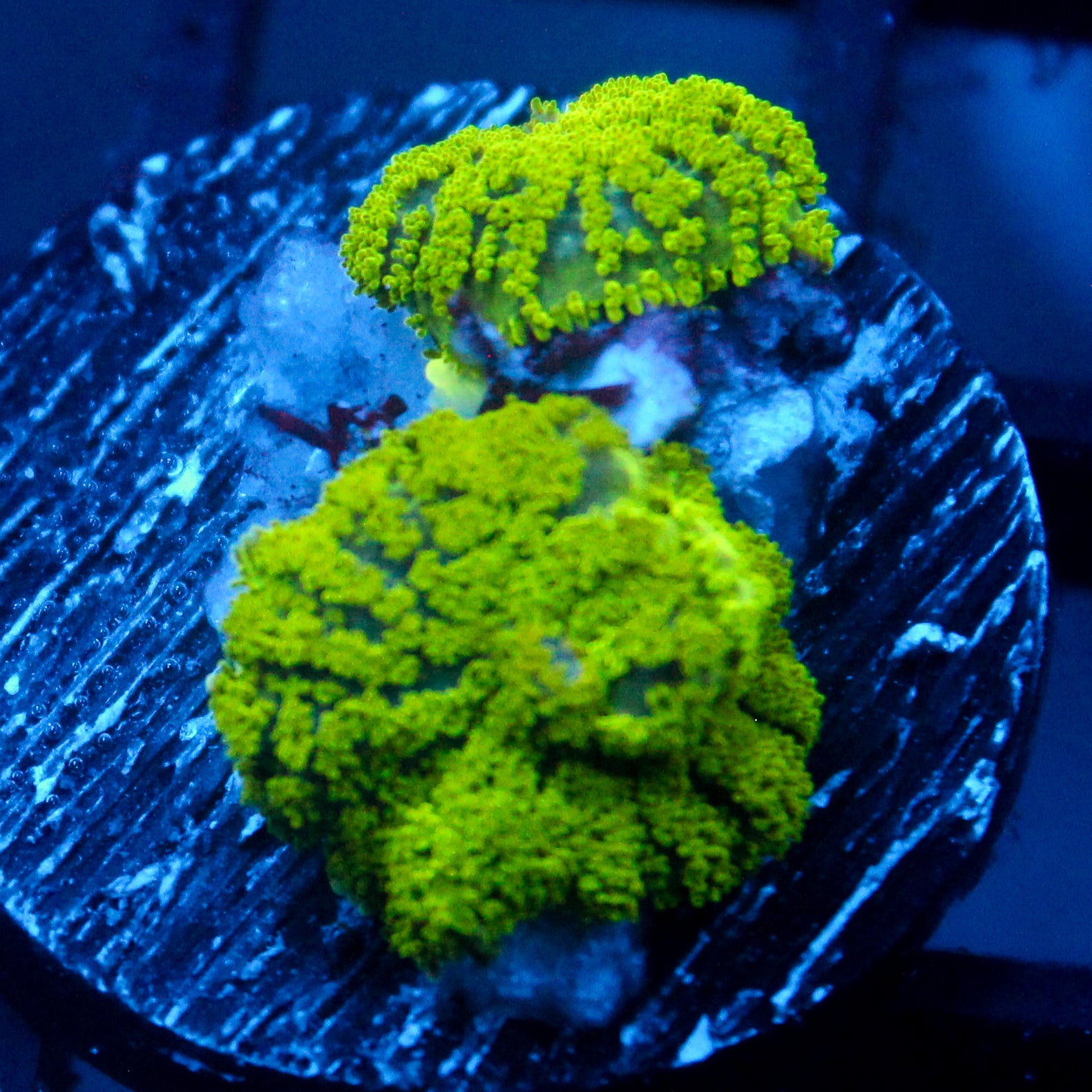 JC Neon Green Rhodactis Double
