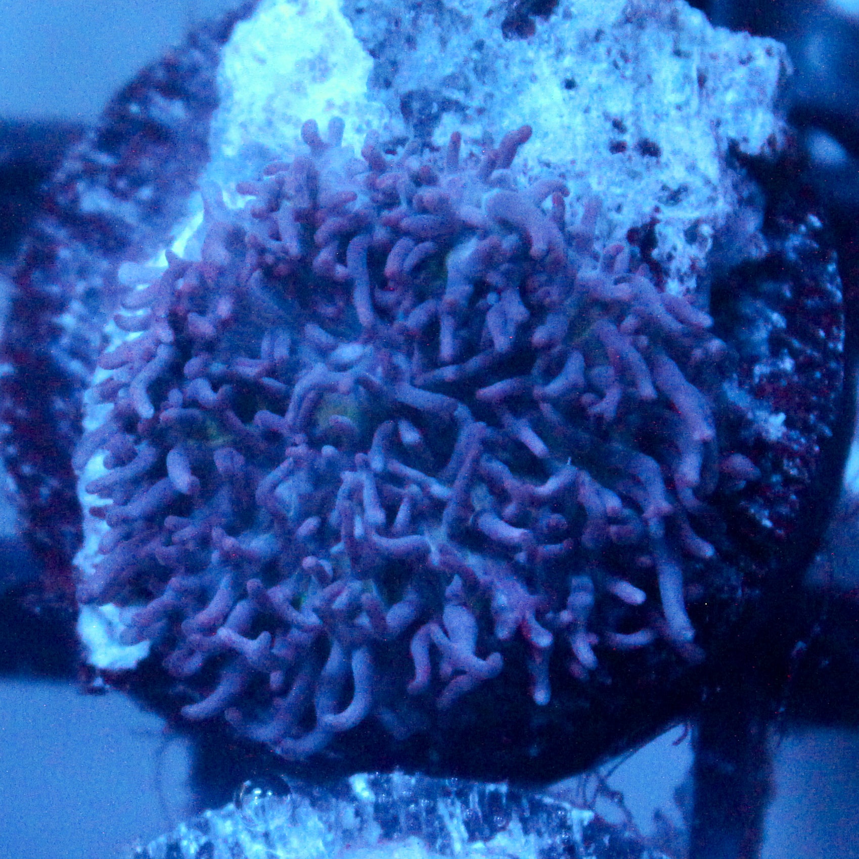 JC Fuzzy Mushroom