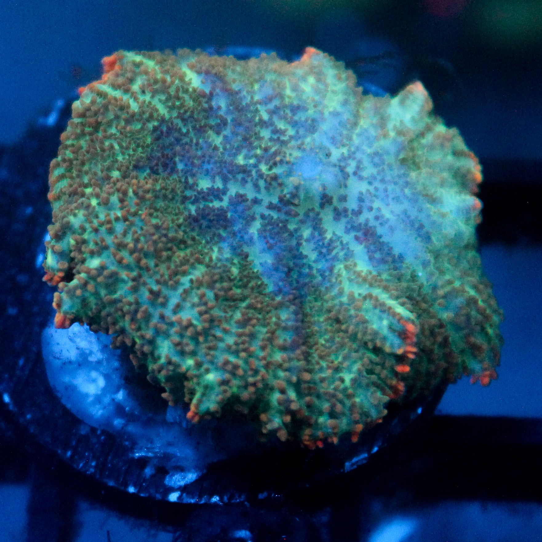 JC Cuprum Calamity Rhodactis