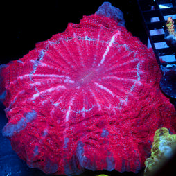 JC Devils Couch Cushion Acanthophyllia