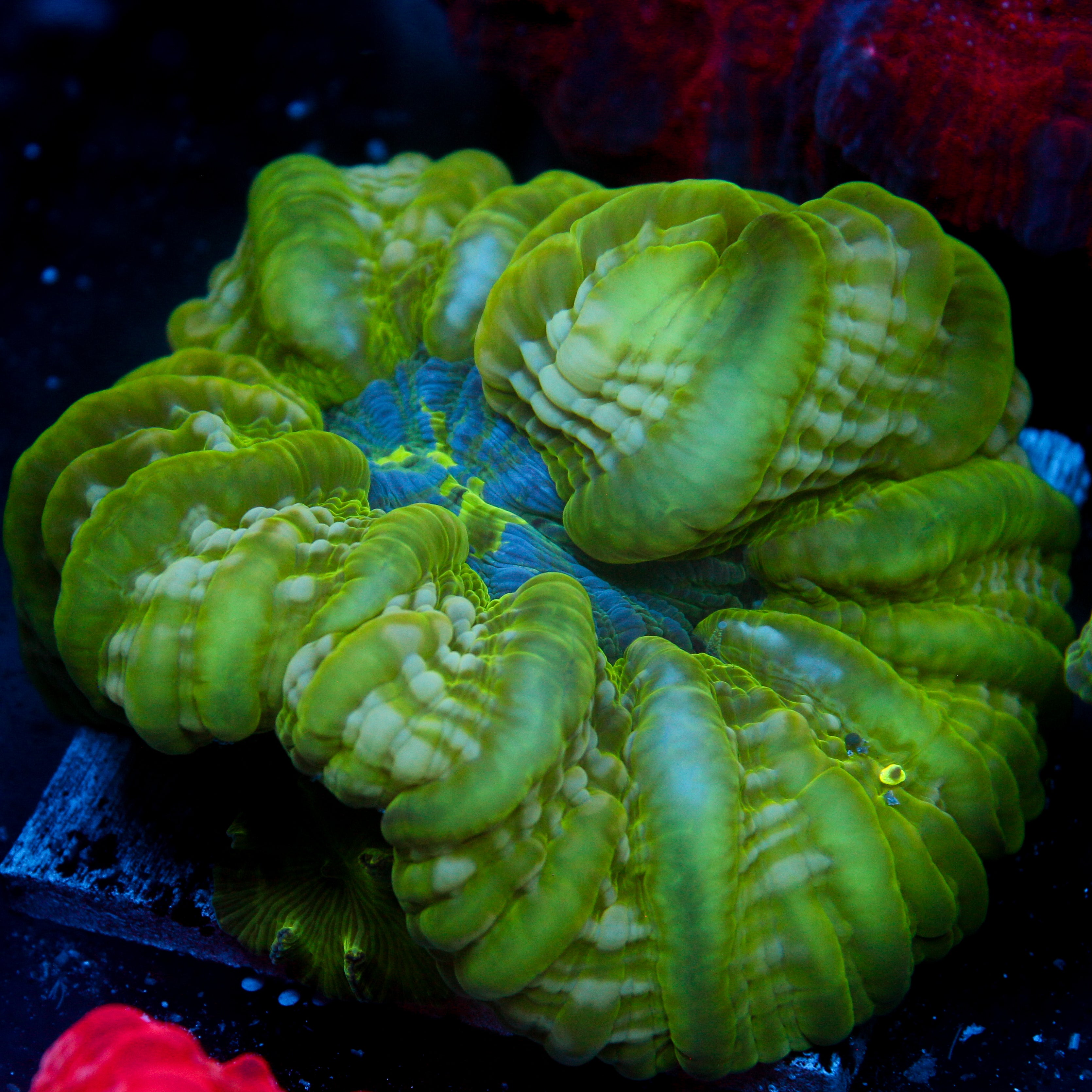 JC The Oasis Cynarina 4"+