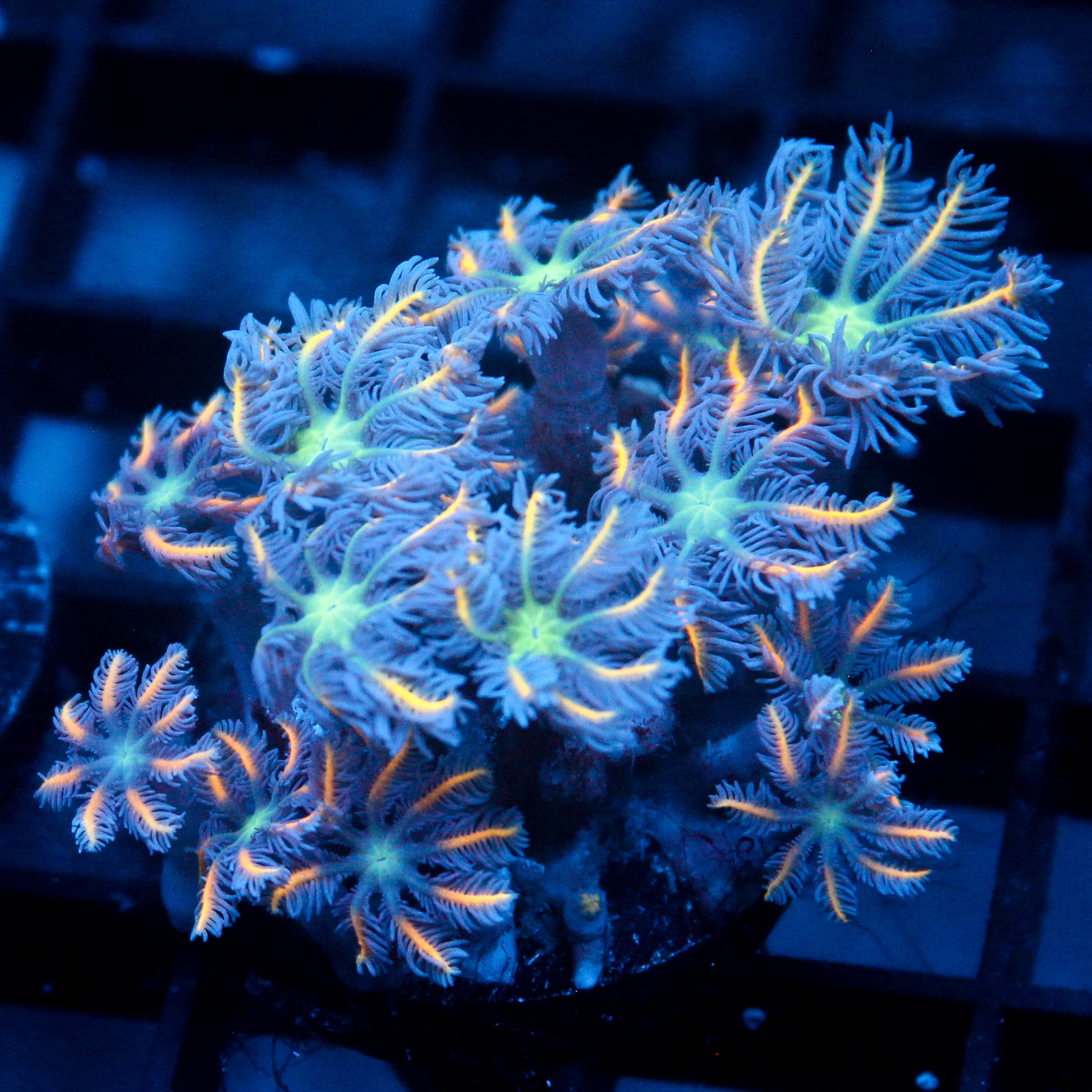 JC Orange Tip Clove Polyp