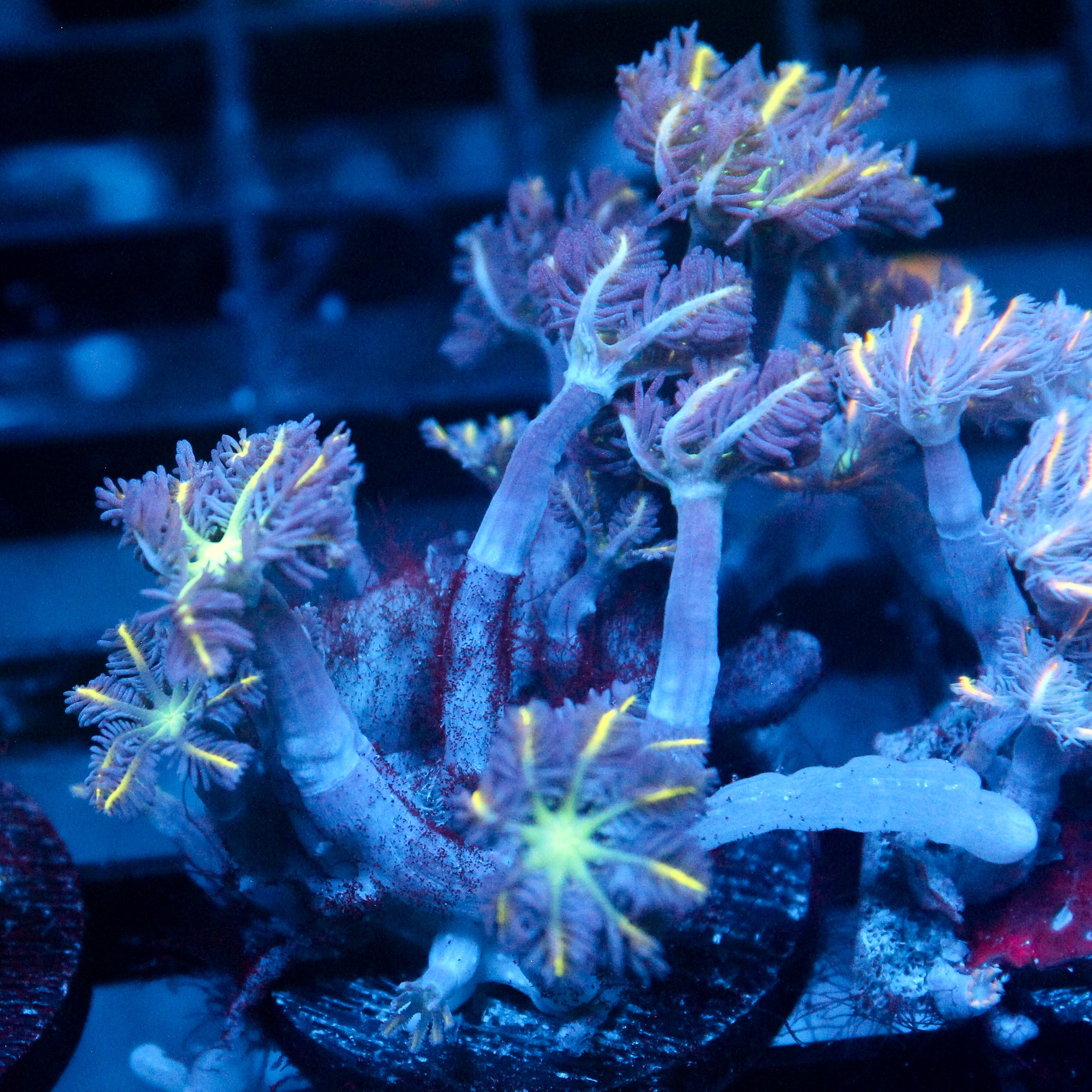 JC Yellow Tip Clove Polyp