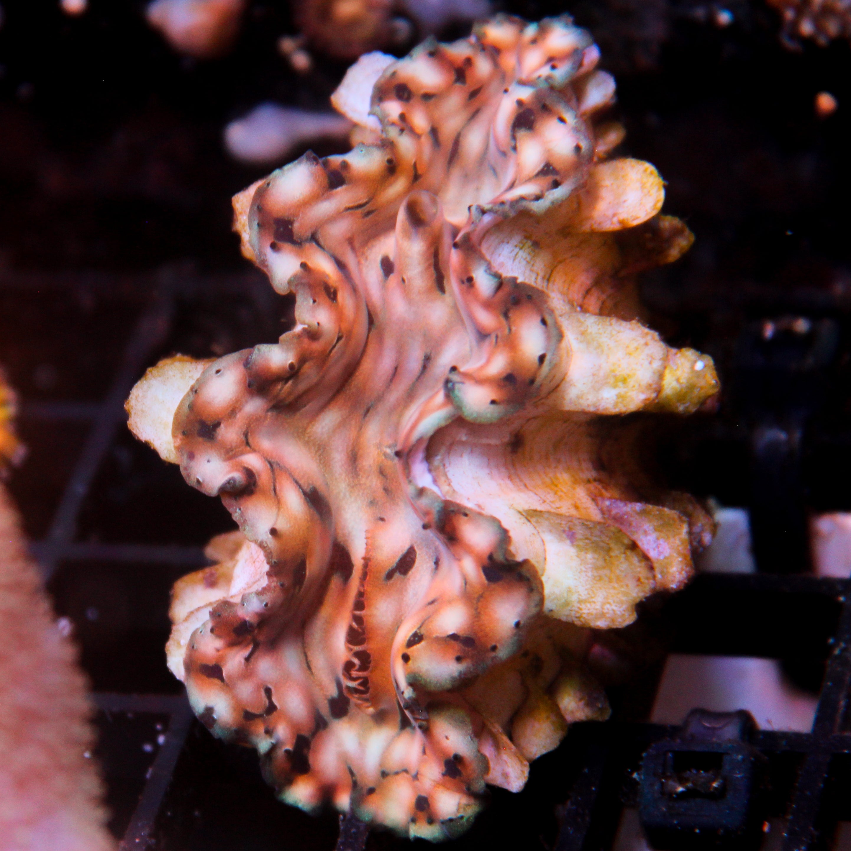 JC Biota Aquacultured Squamosa