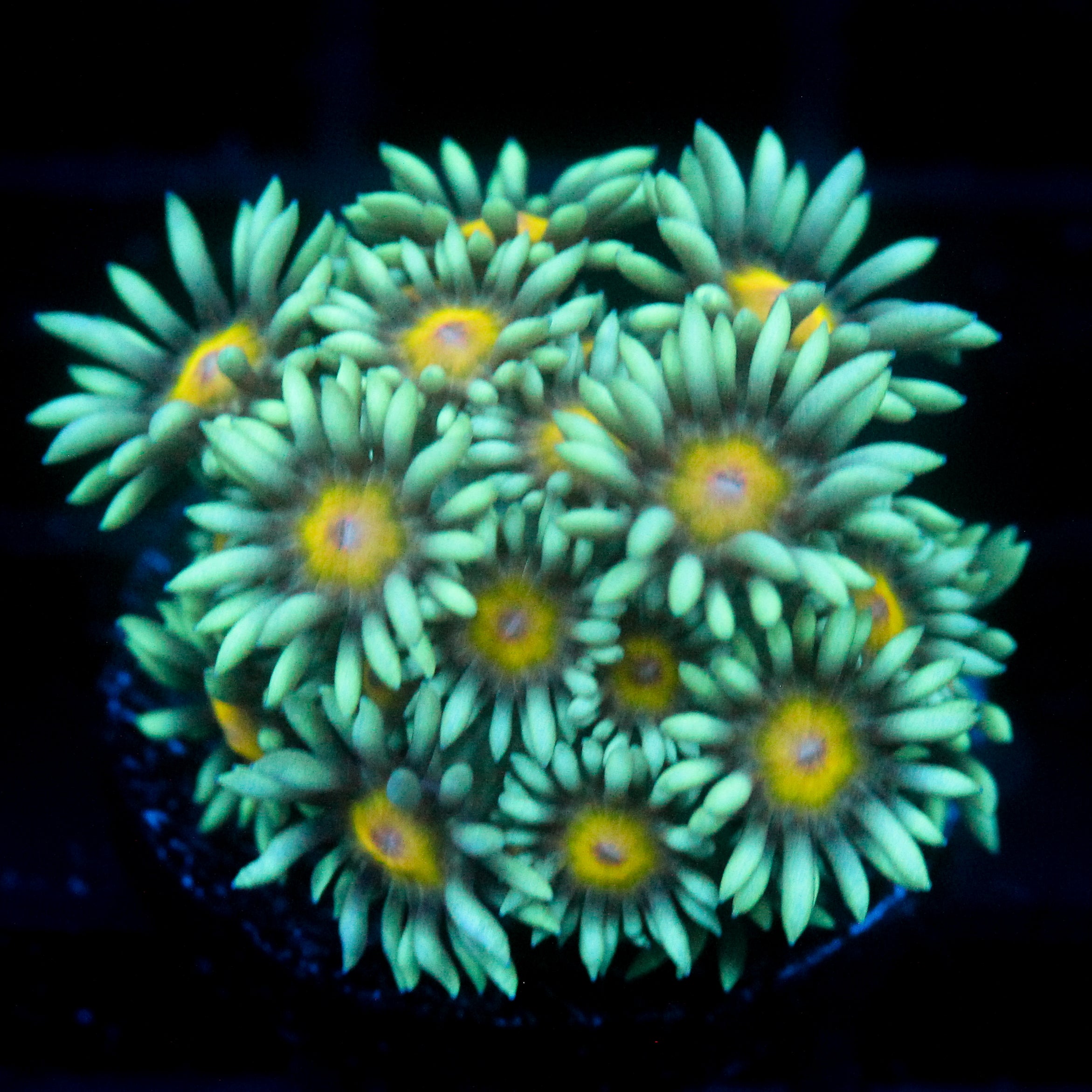 JC Sunflower Goni