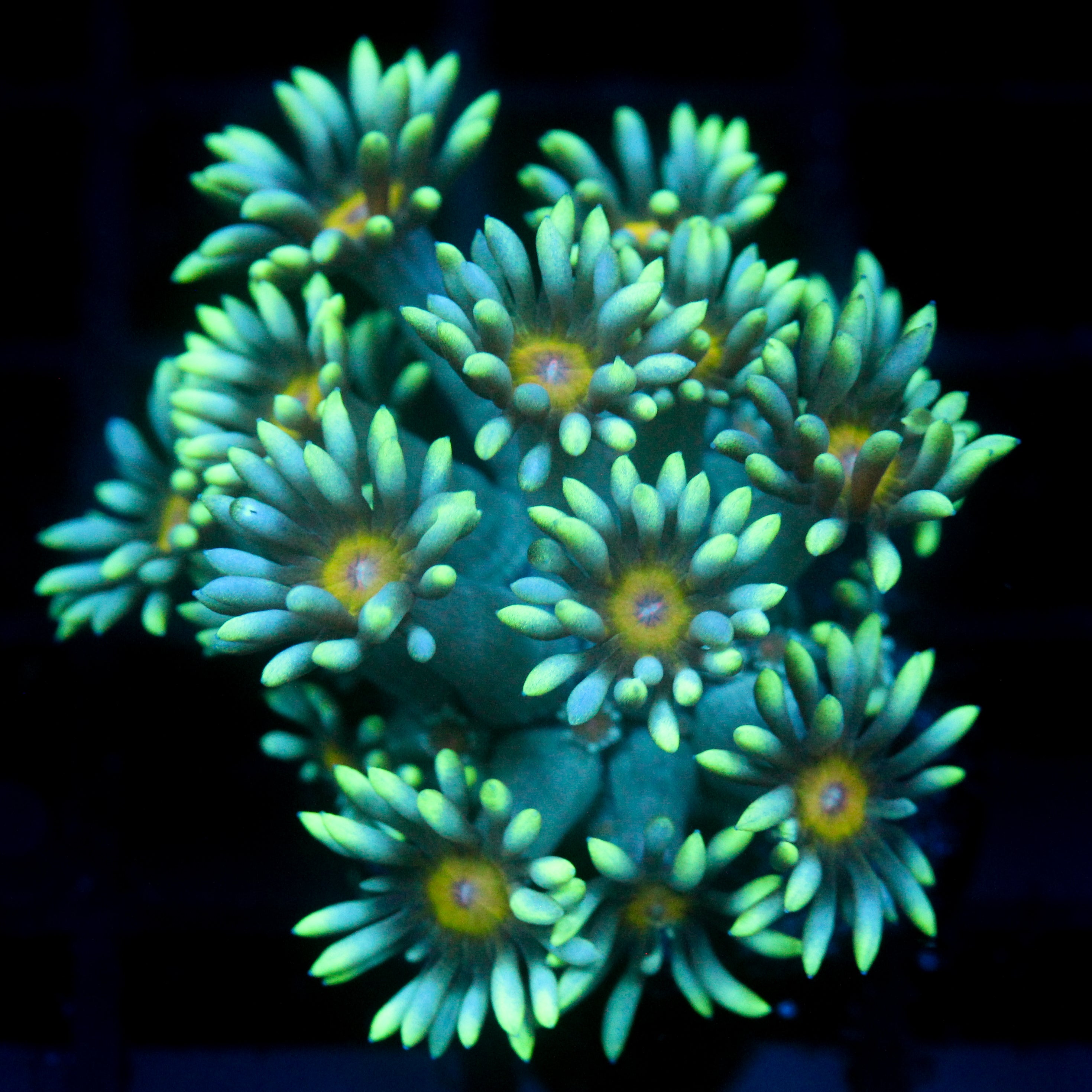 JC Sunflower Goni