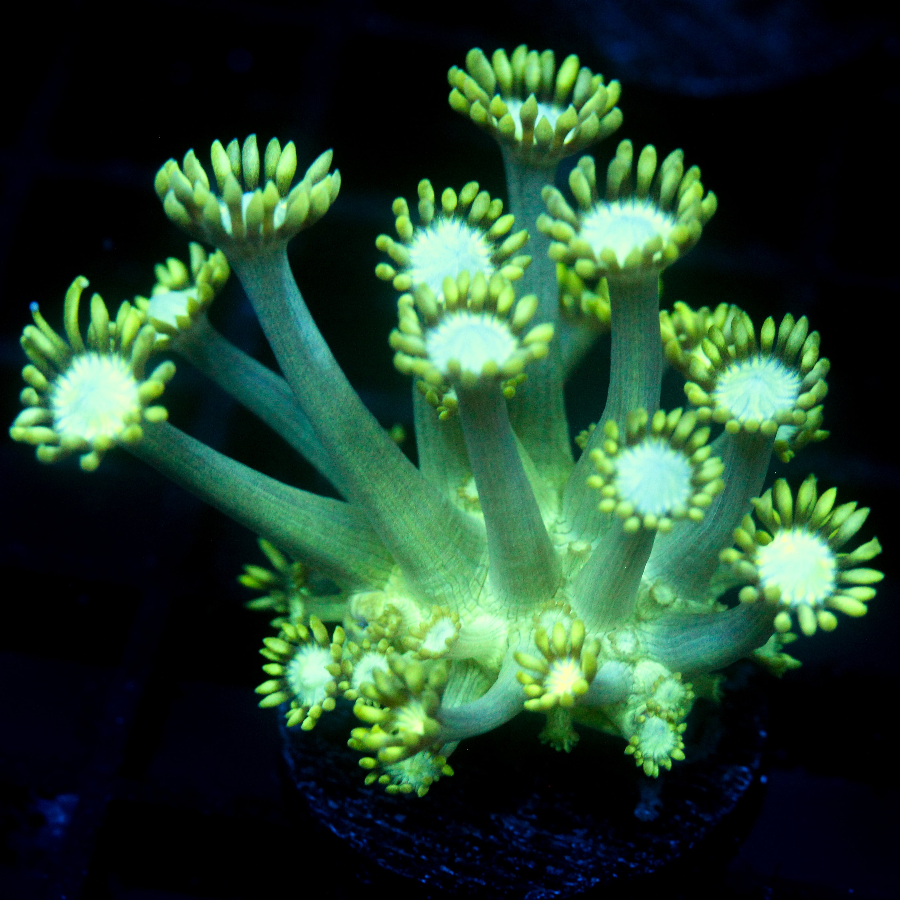 JC Uranium Fever Goni