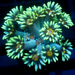 JC Sunflower Goni