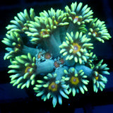 JC Sunflower Goni