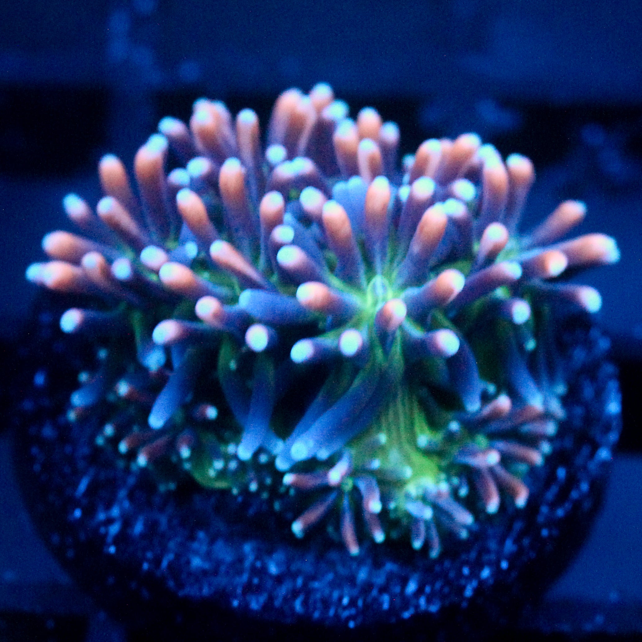JC Sour Sucker Galaxea