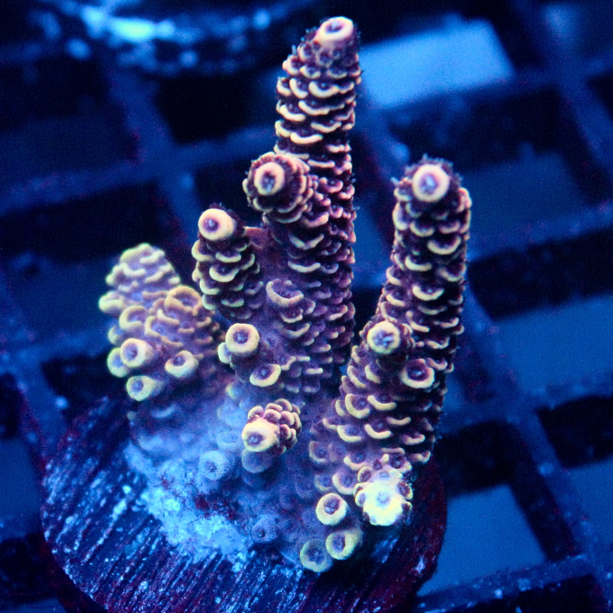 JC Hyper Acro