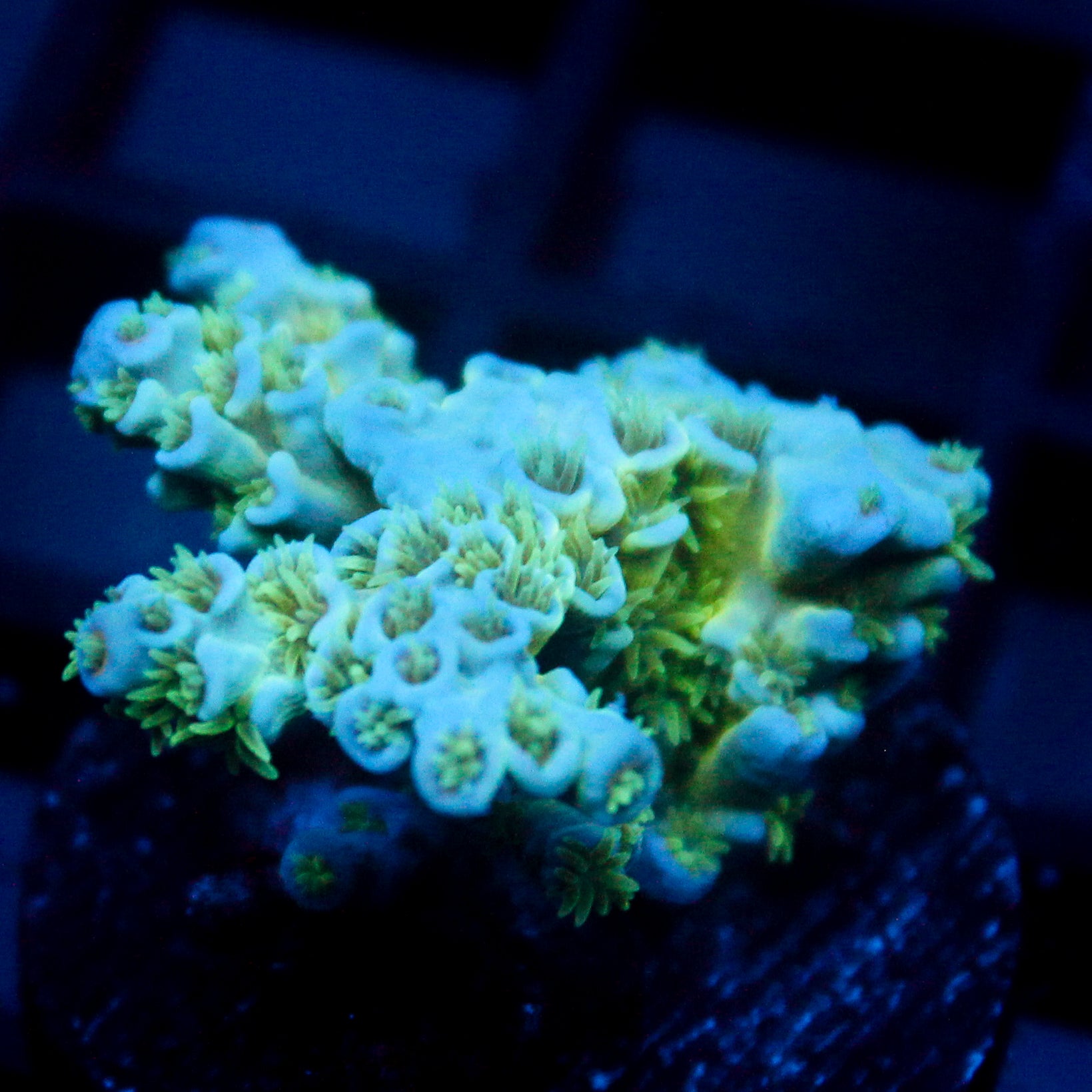 JC Green Demon Acro
