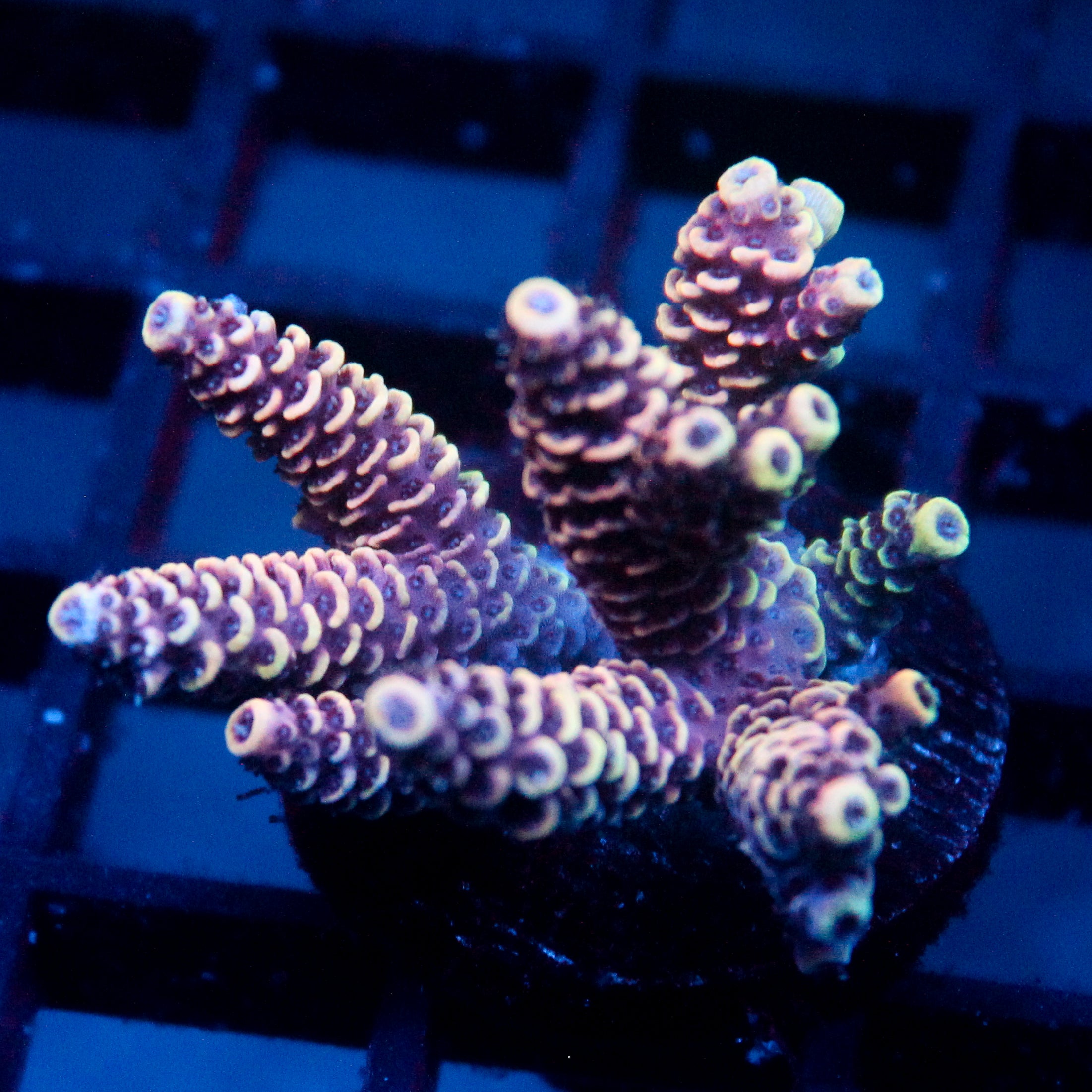 JC Hyper Acro