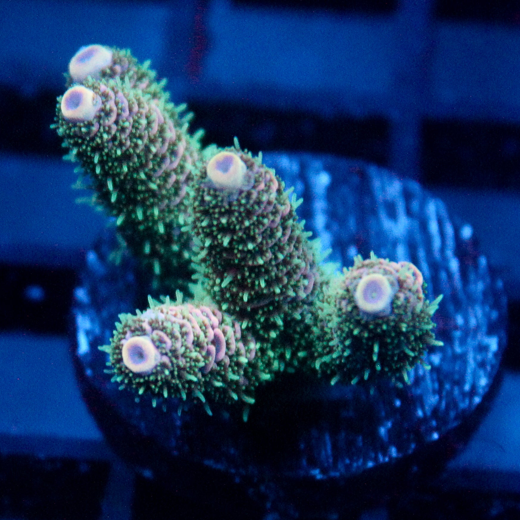 JC Enchantment Acro