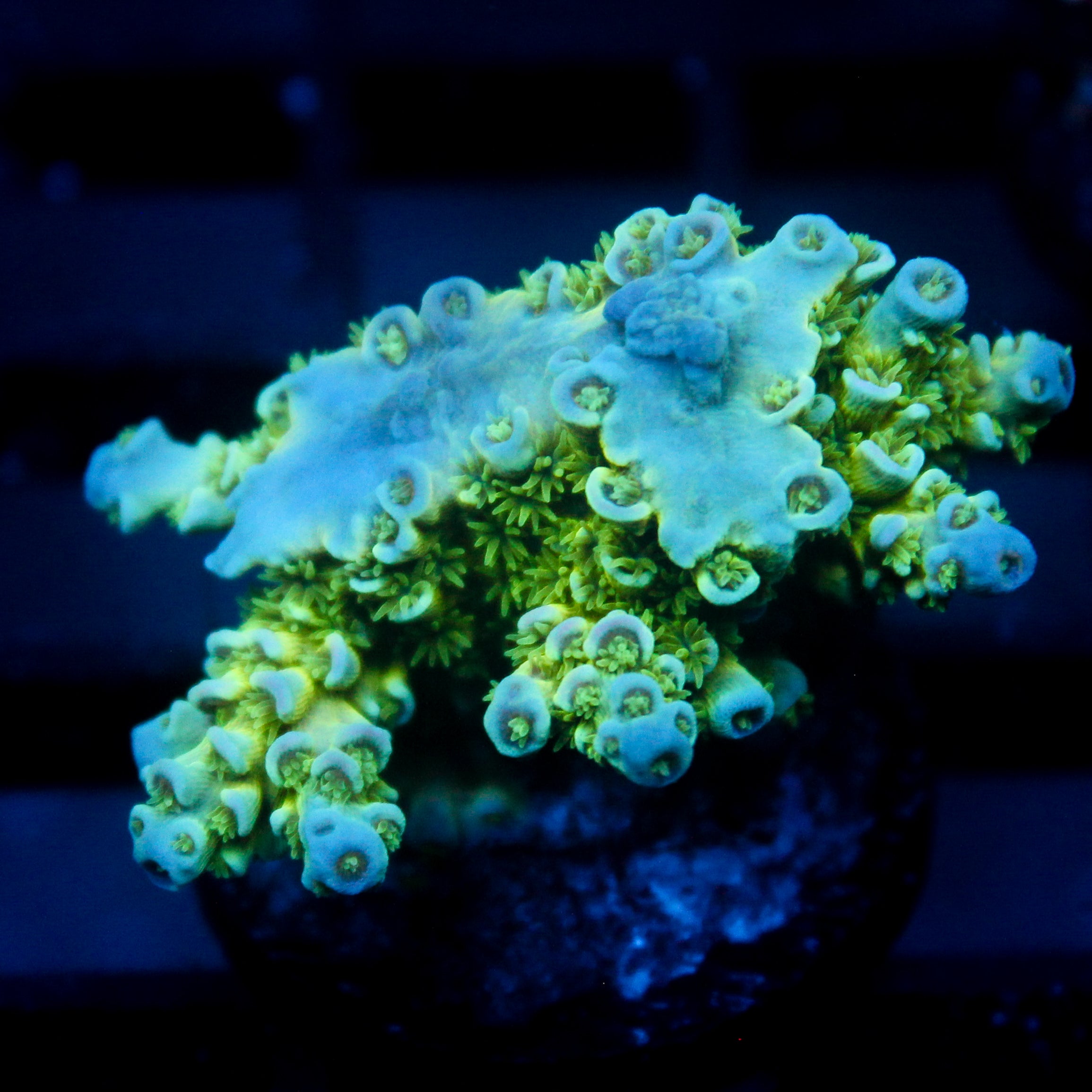 JC Blue Demon Acro