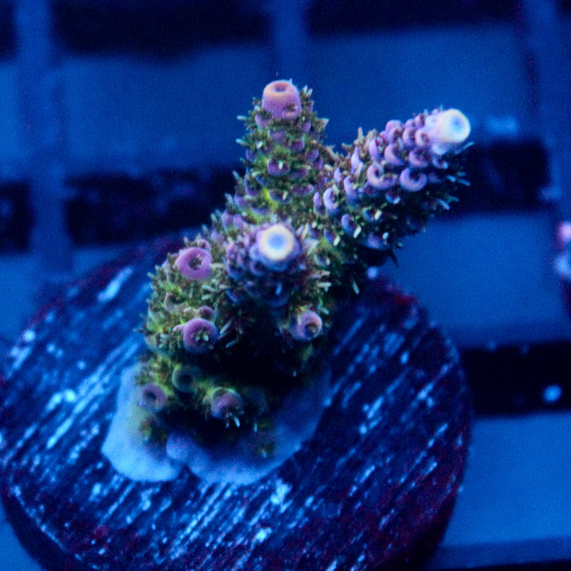 JC Royal Grass Acro