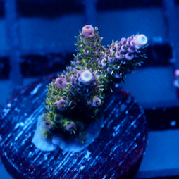 JC Royal Grass Acro
