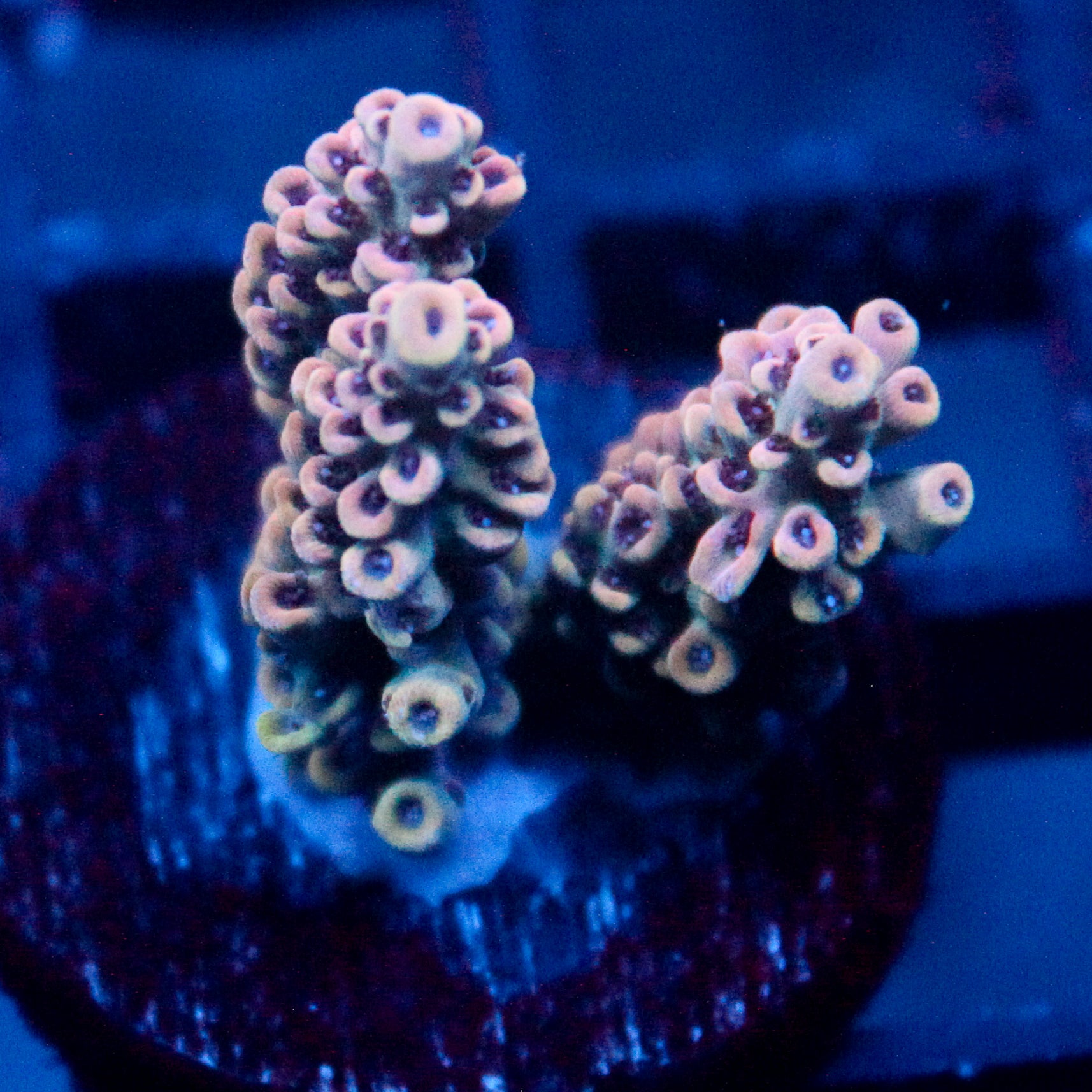 JC Pink Whisper Acro