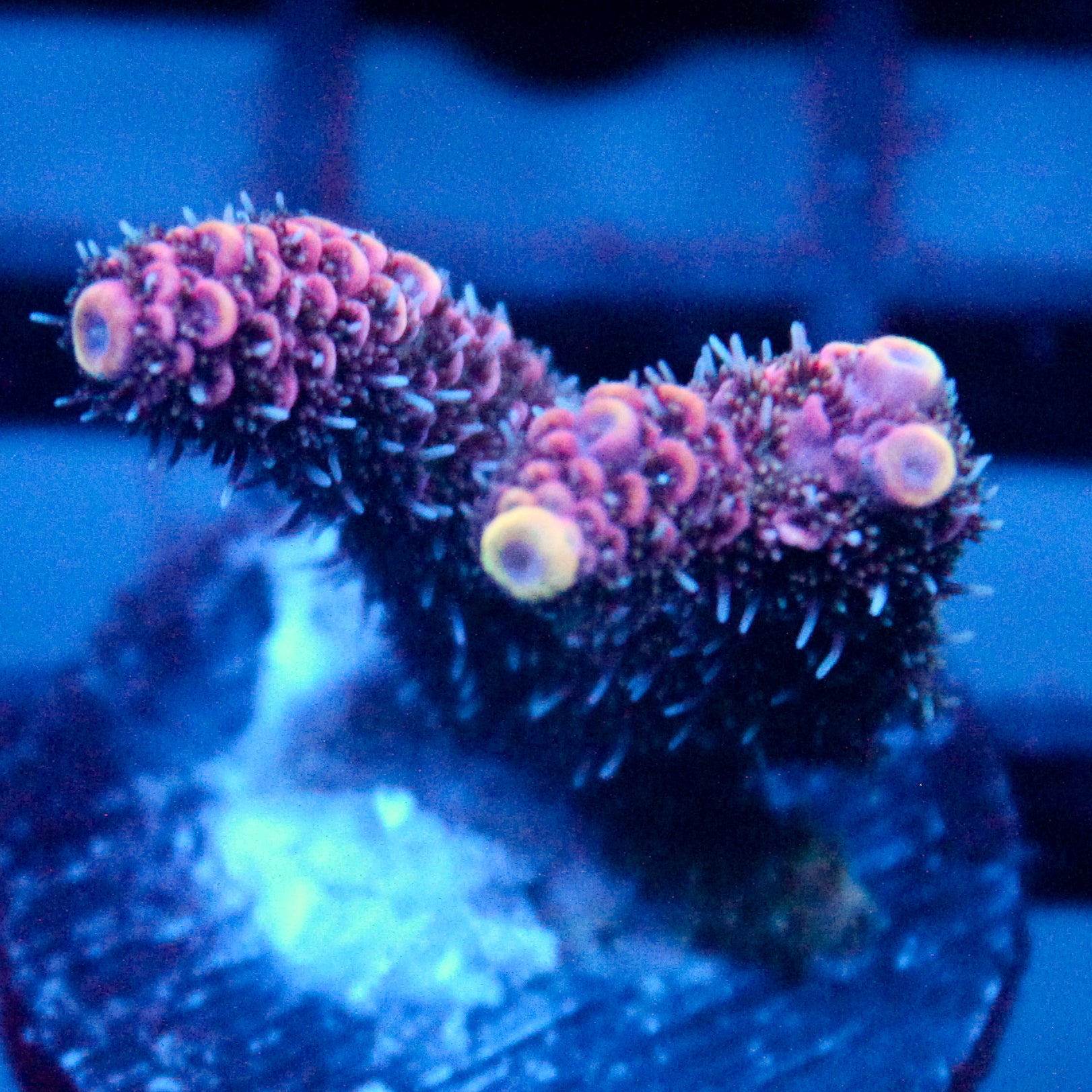 JC Hyacinth Acro