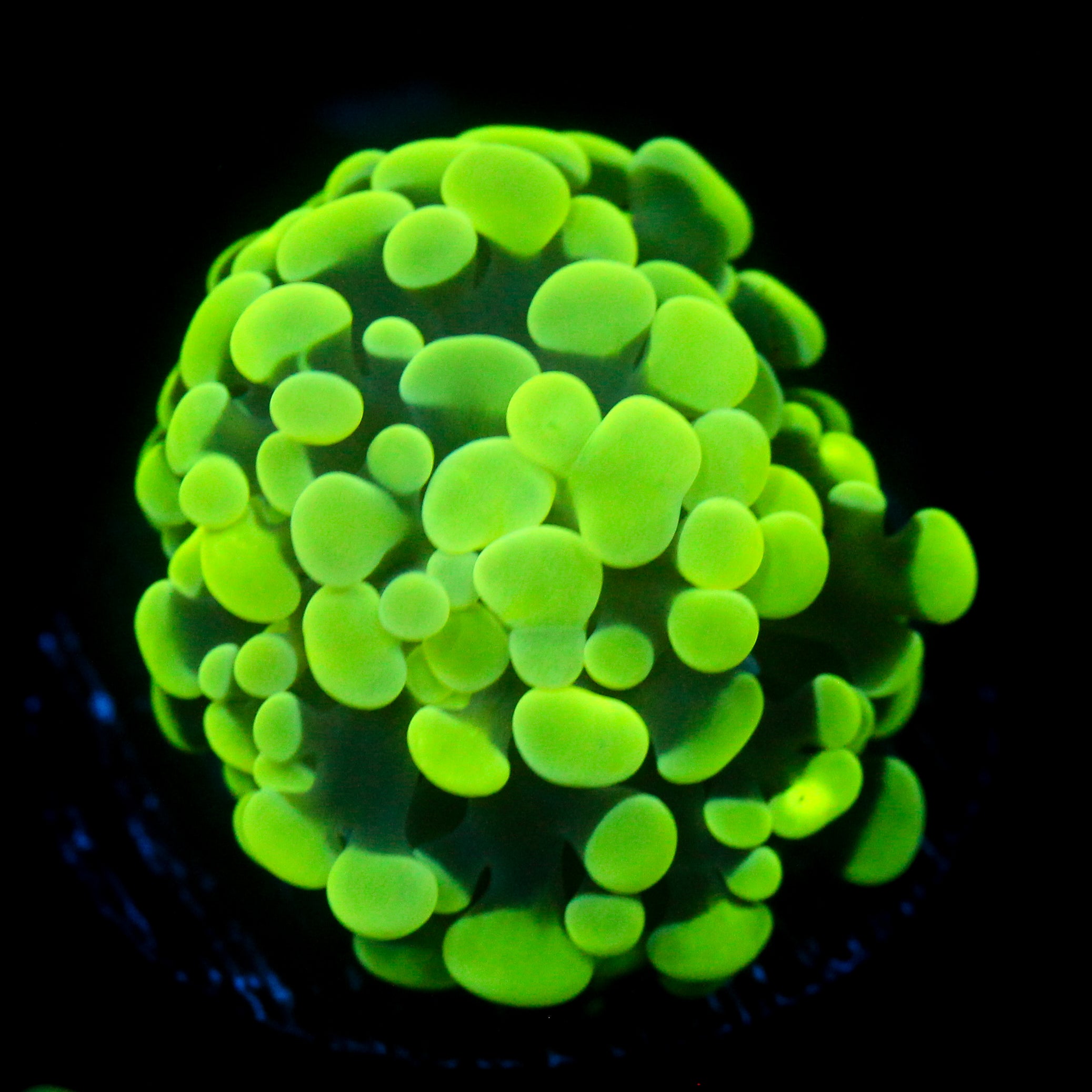 JC Flubber Frammer