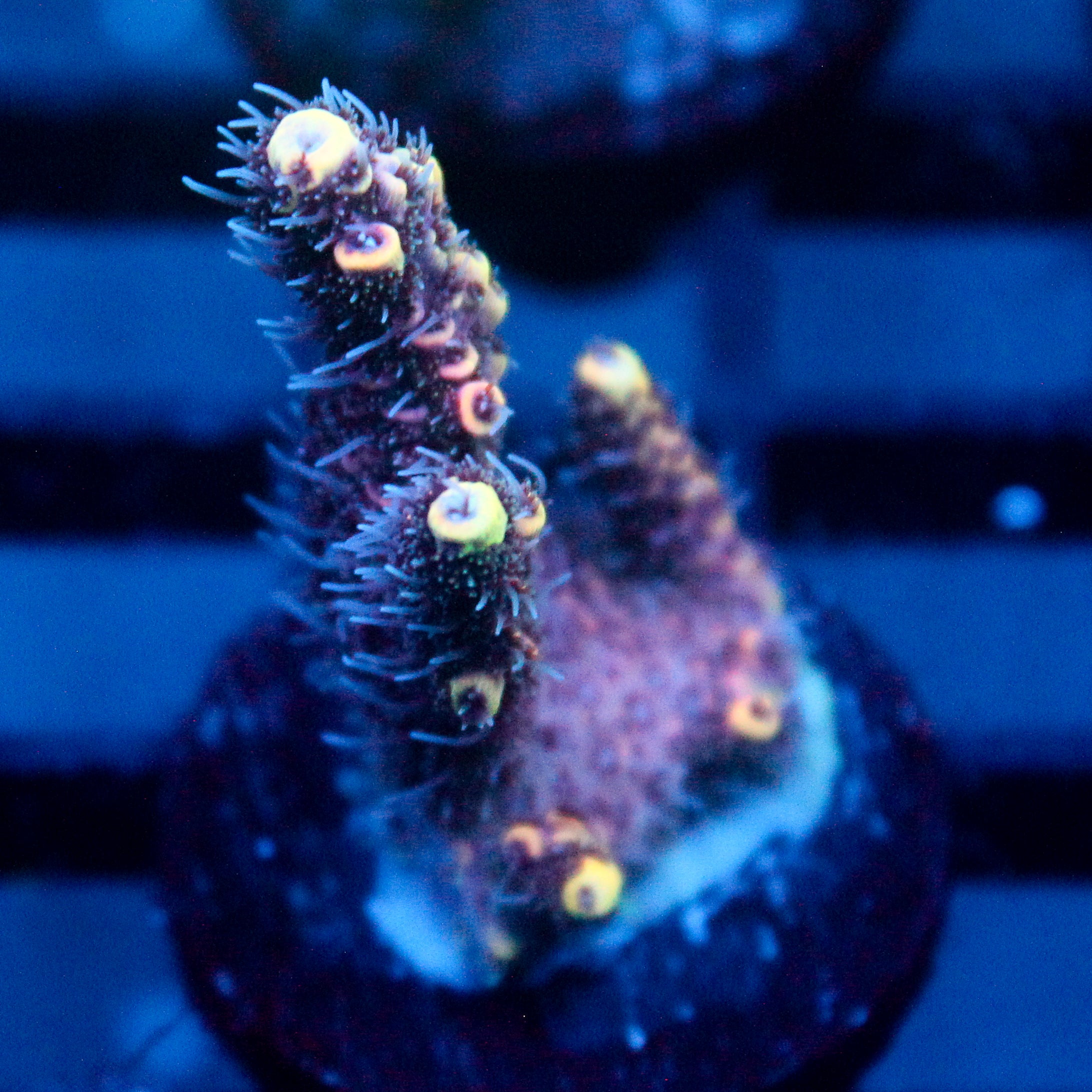 JC Hyacinth Acro