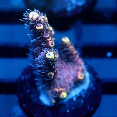 JC Hyacinth Acro