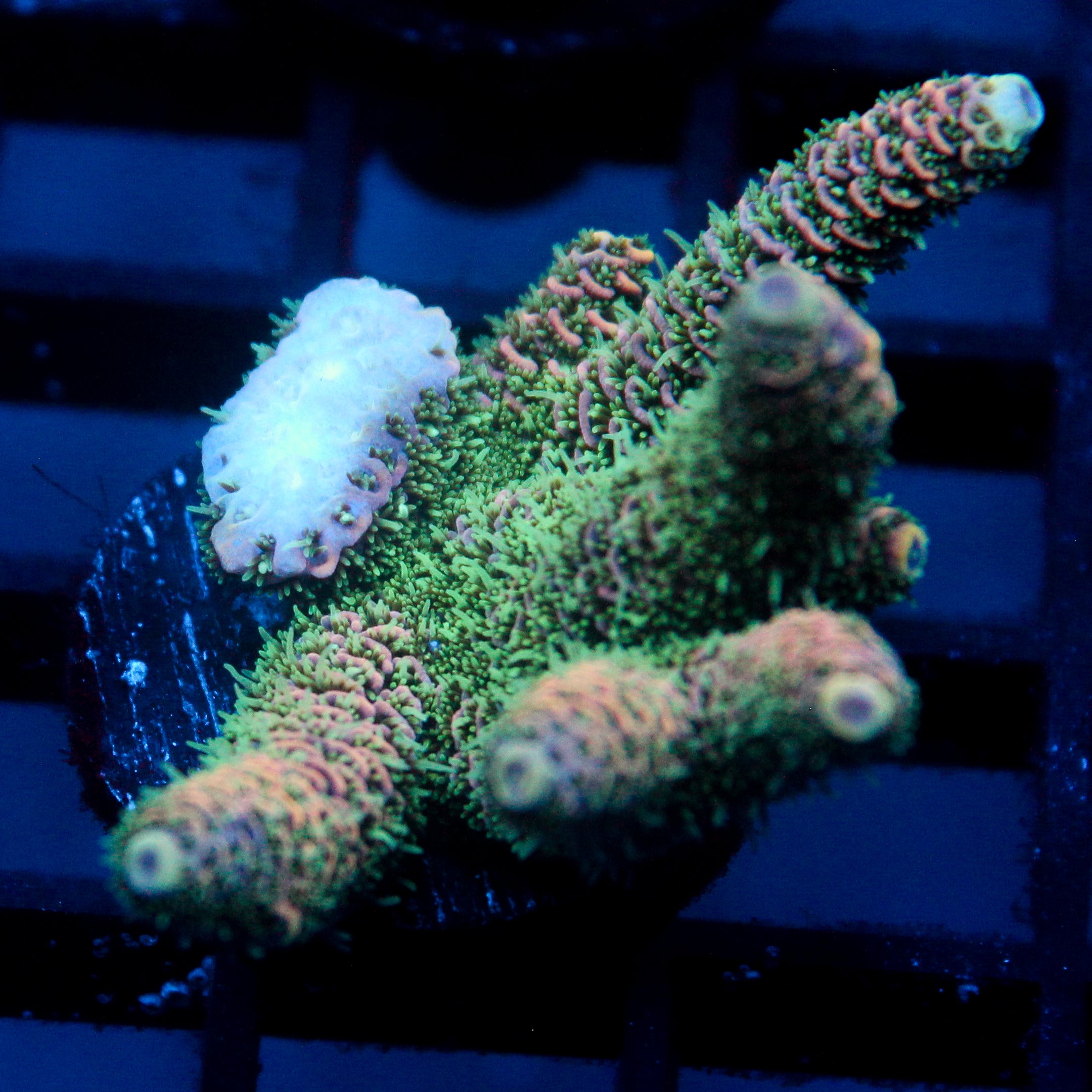 JC Peach Fuzz Acro