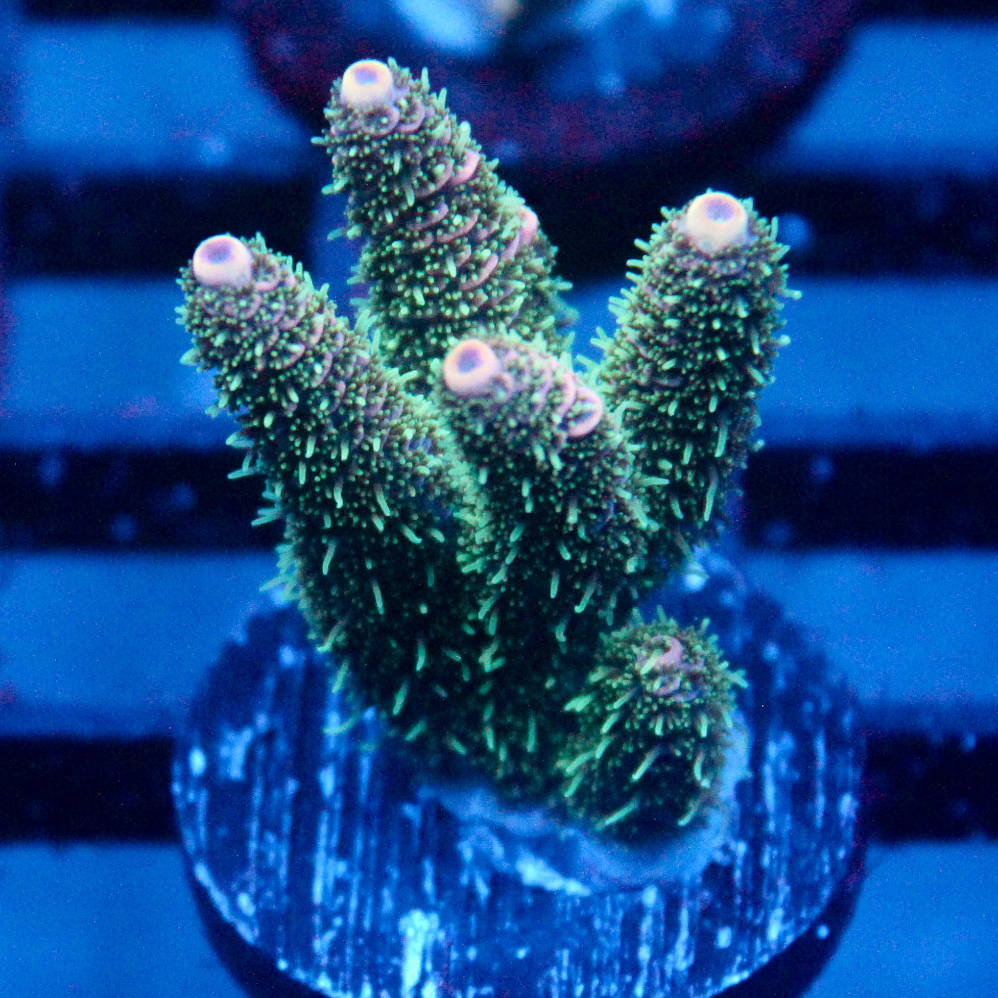 JC Enchantment Acro