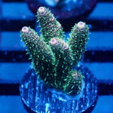 JC Enchantment Acro