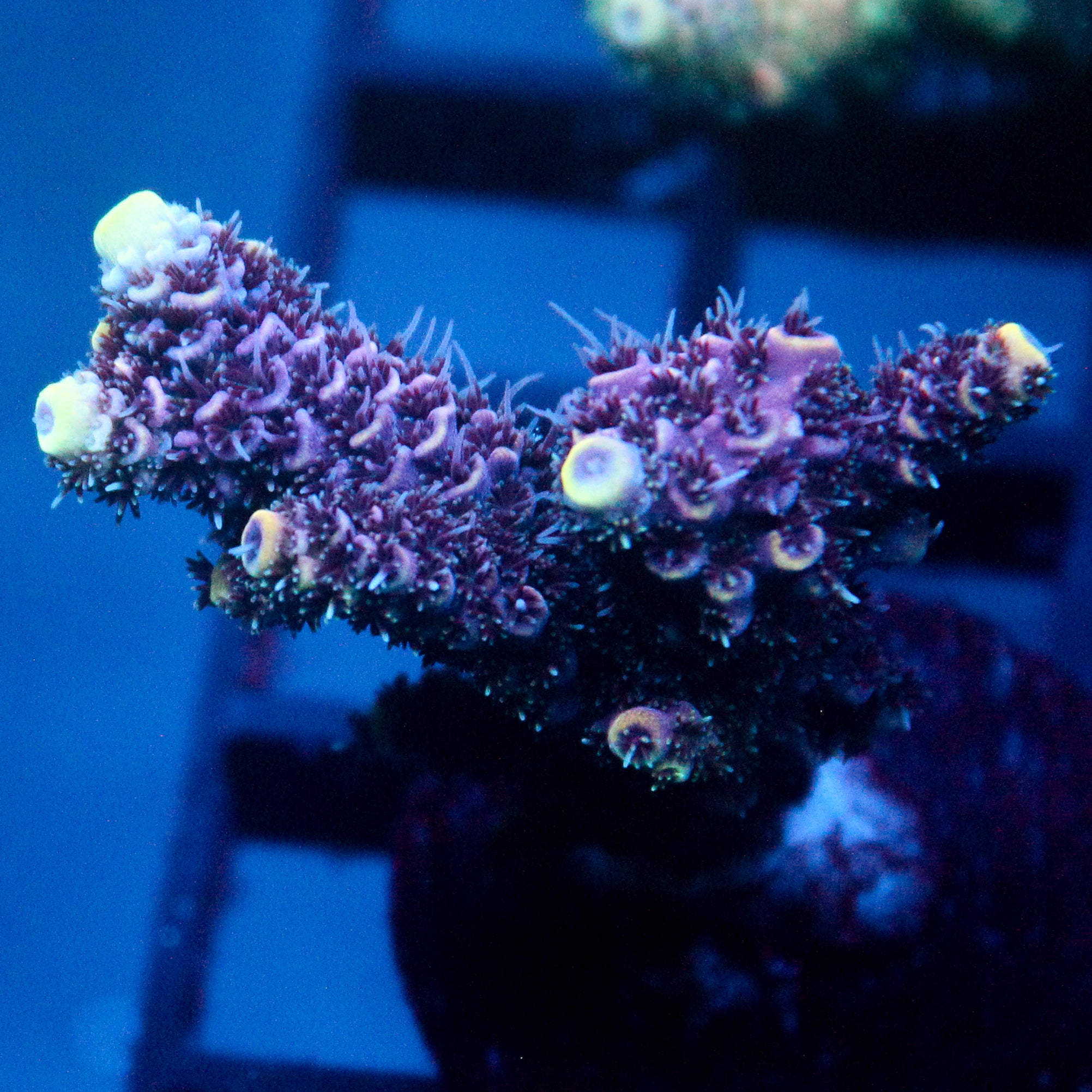 JC Hyacinth Acro