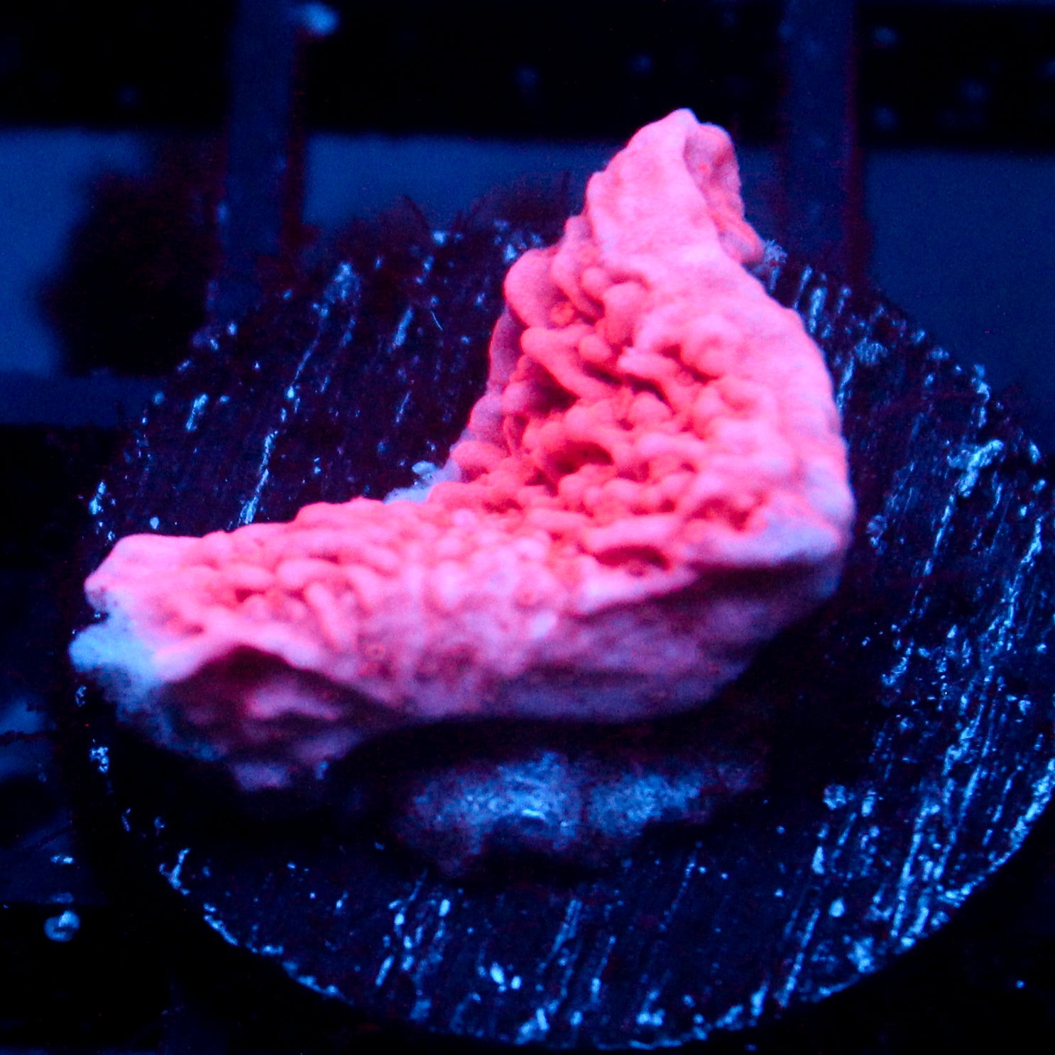 JC Pink Wave Cap Monti