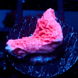 JC Pink Wave Cap Monti