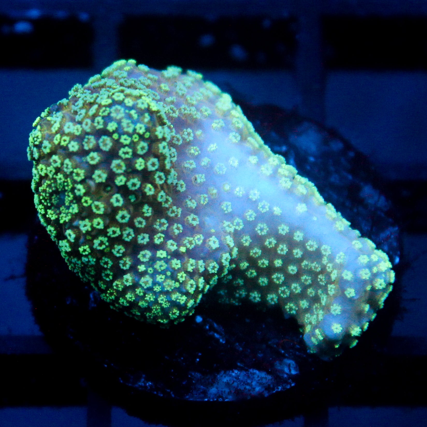 JC Minty Styloporah