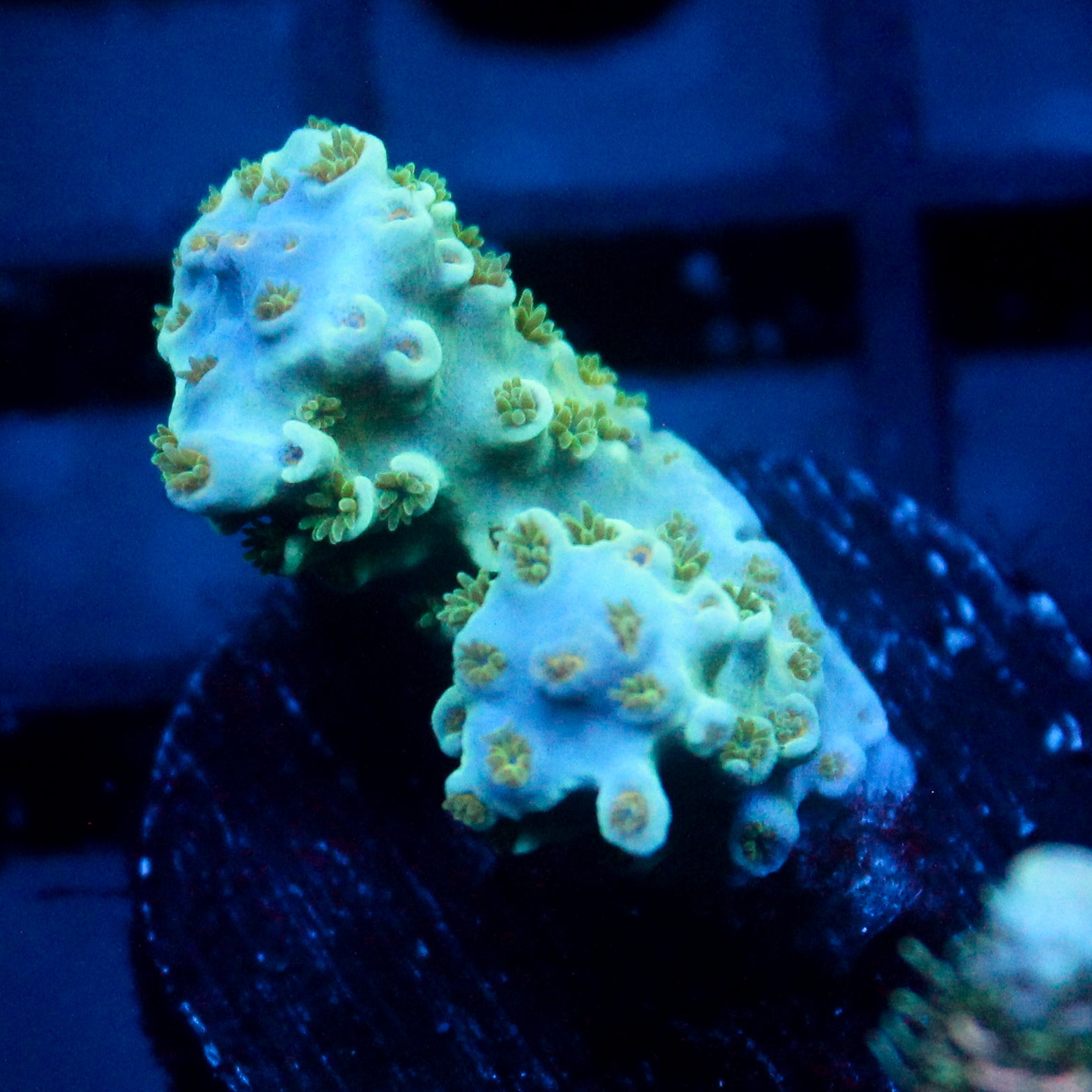 JC Blue Demon Acro