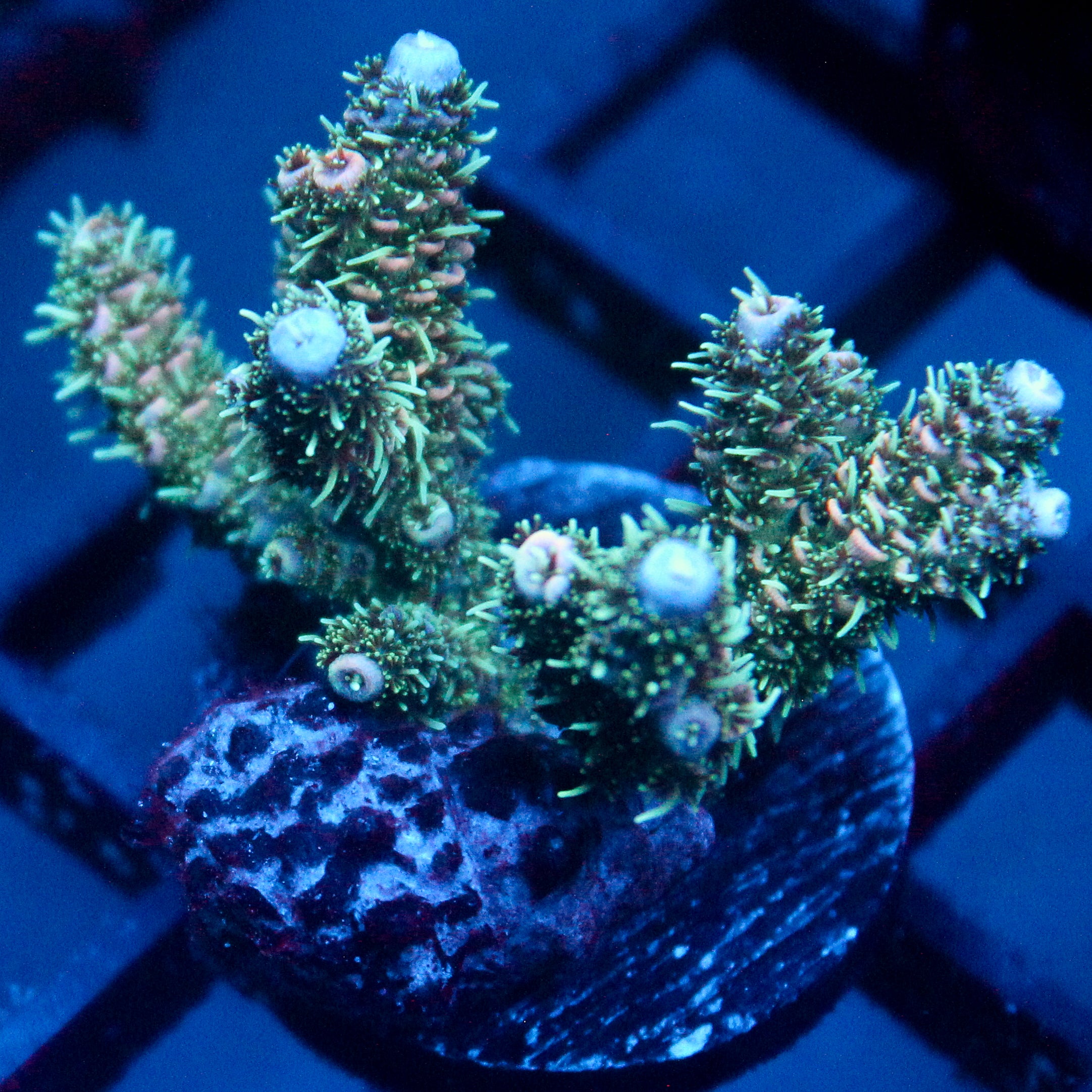 JC Enchantment Acro