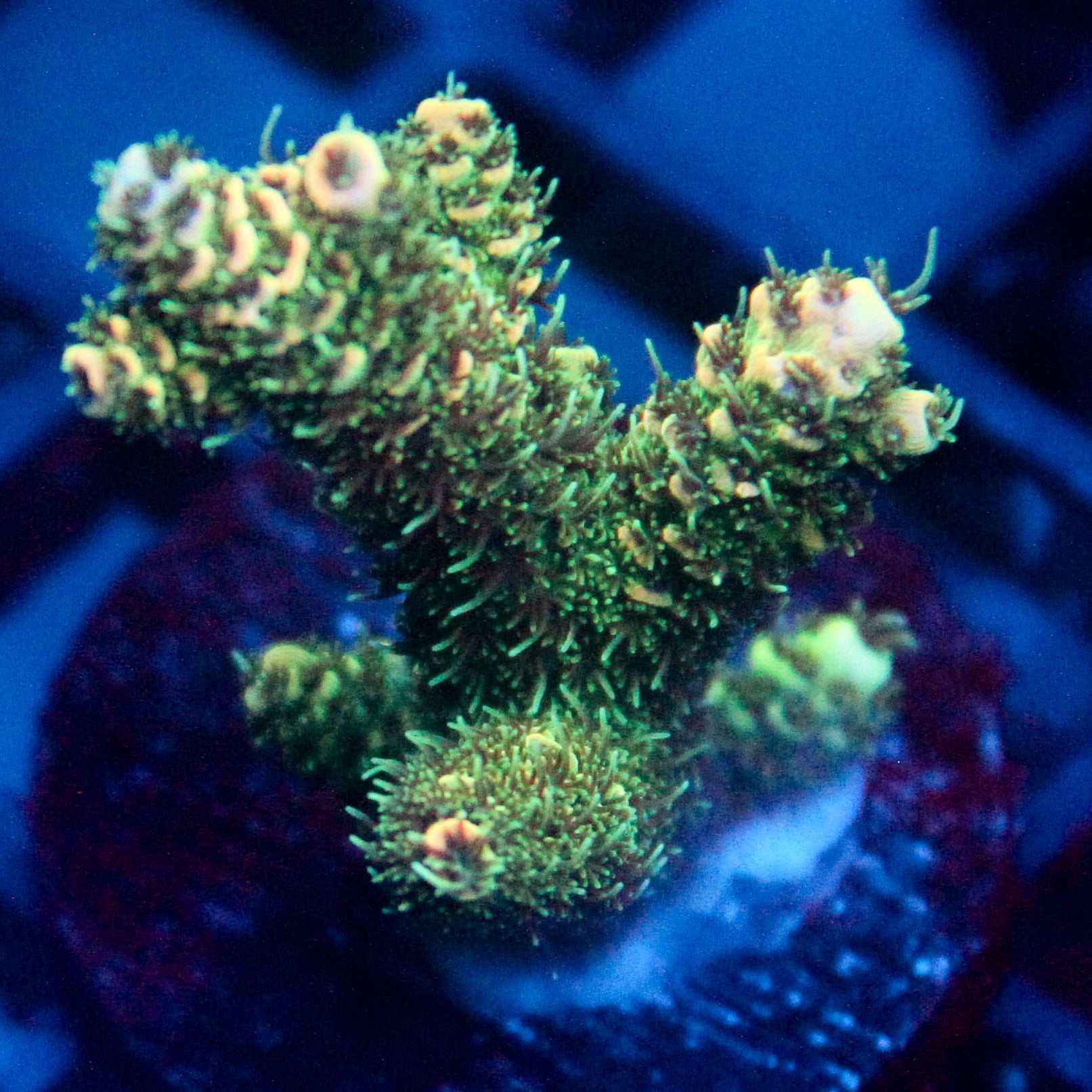 JC Lime Light Acro