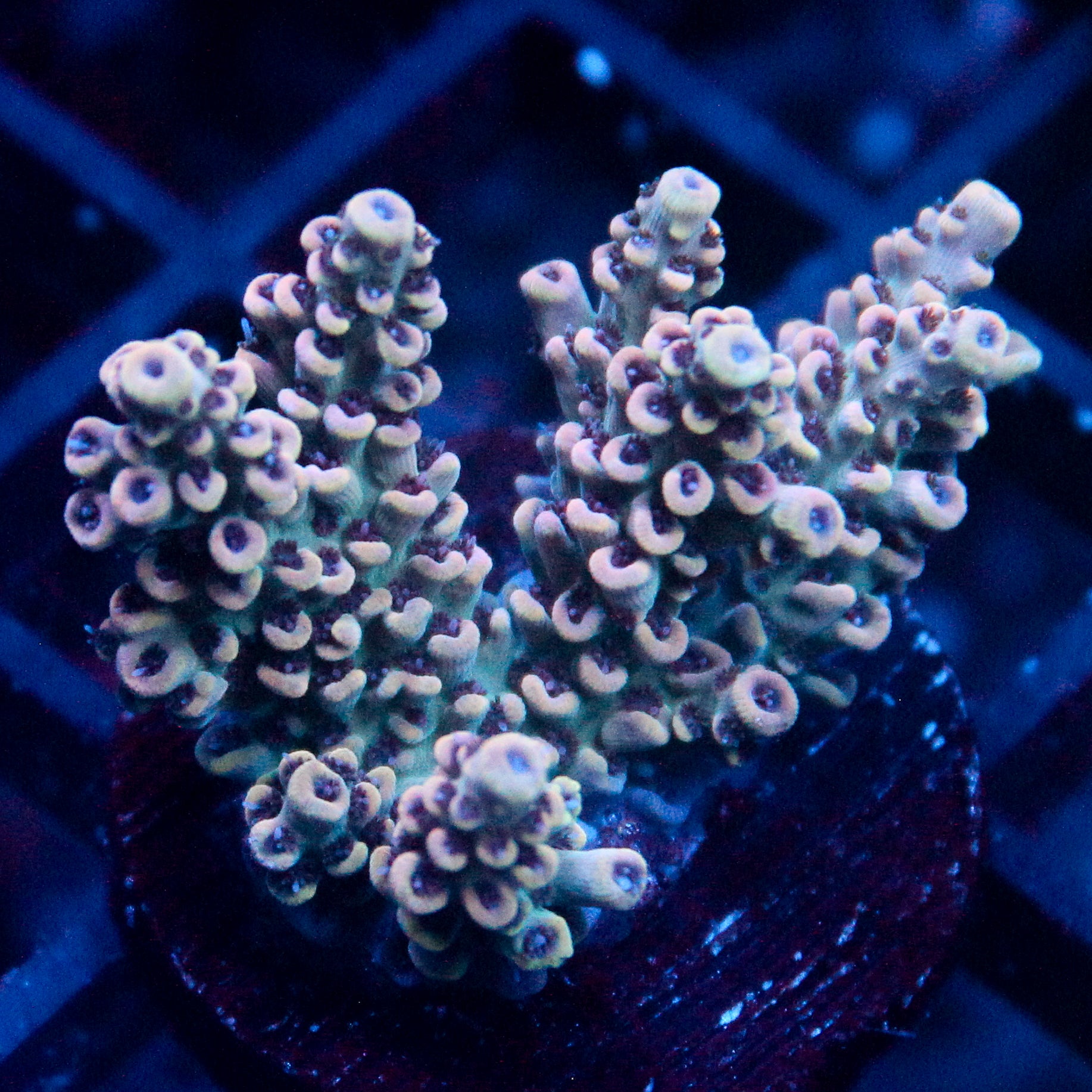 JC Pink Whisper Acro